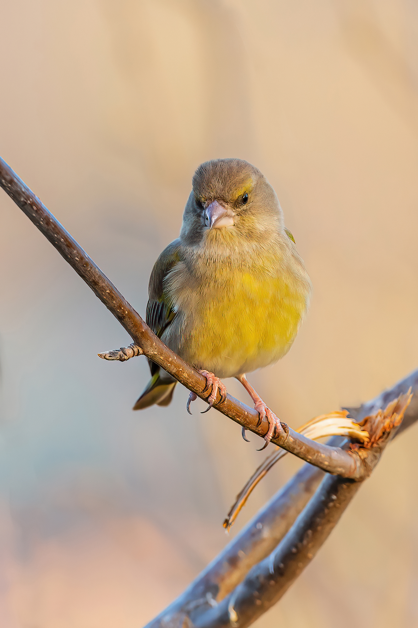 Greenfinch