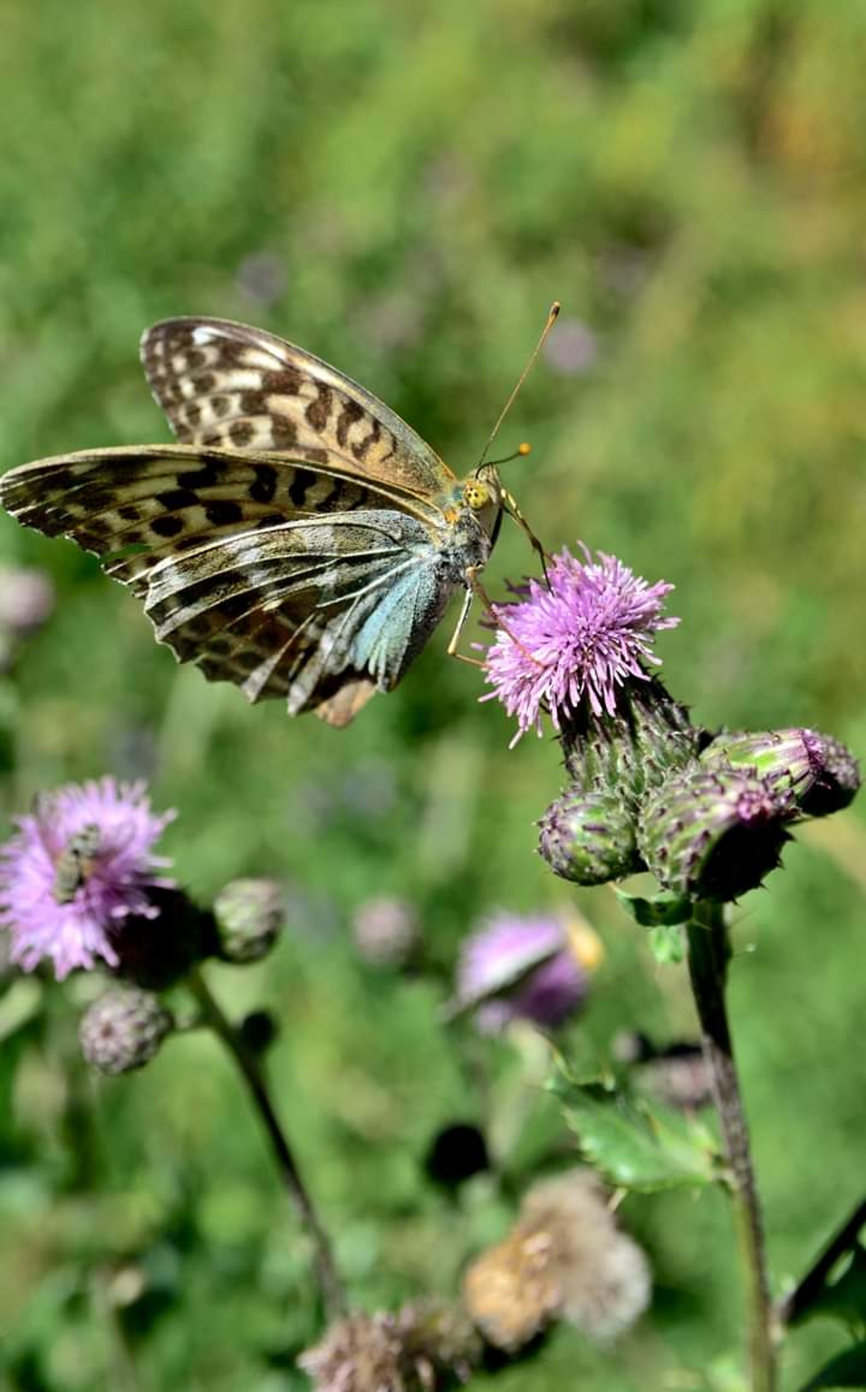 Argynnis paphia