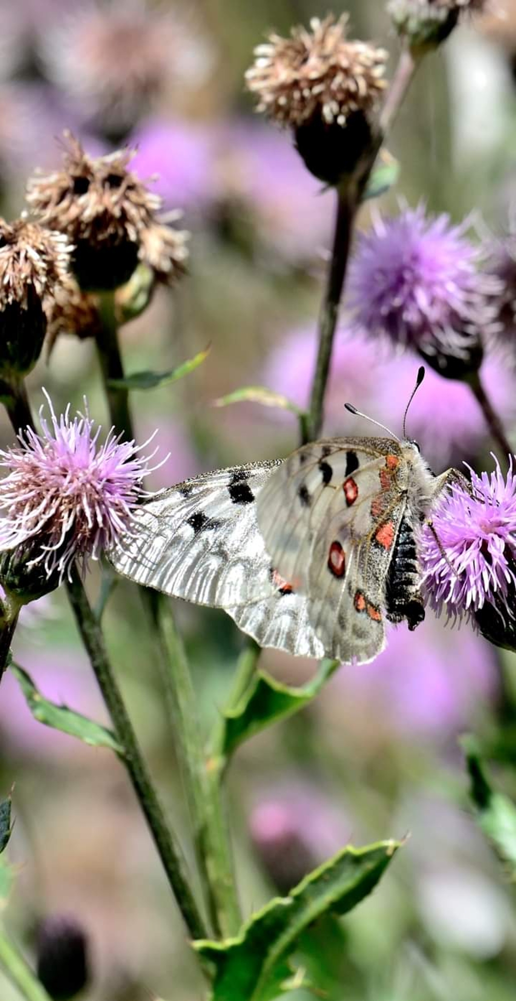 Parnassius apollo
