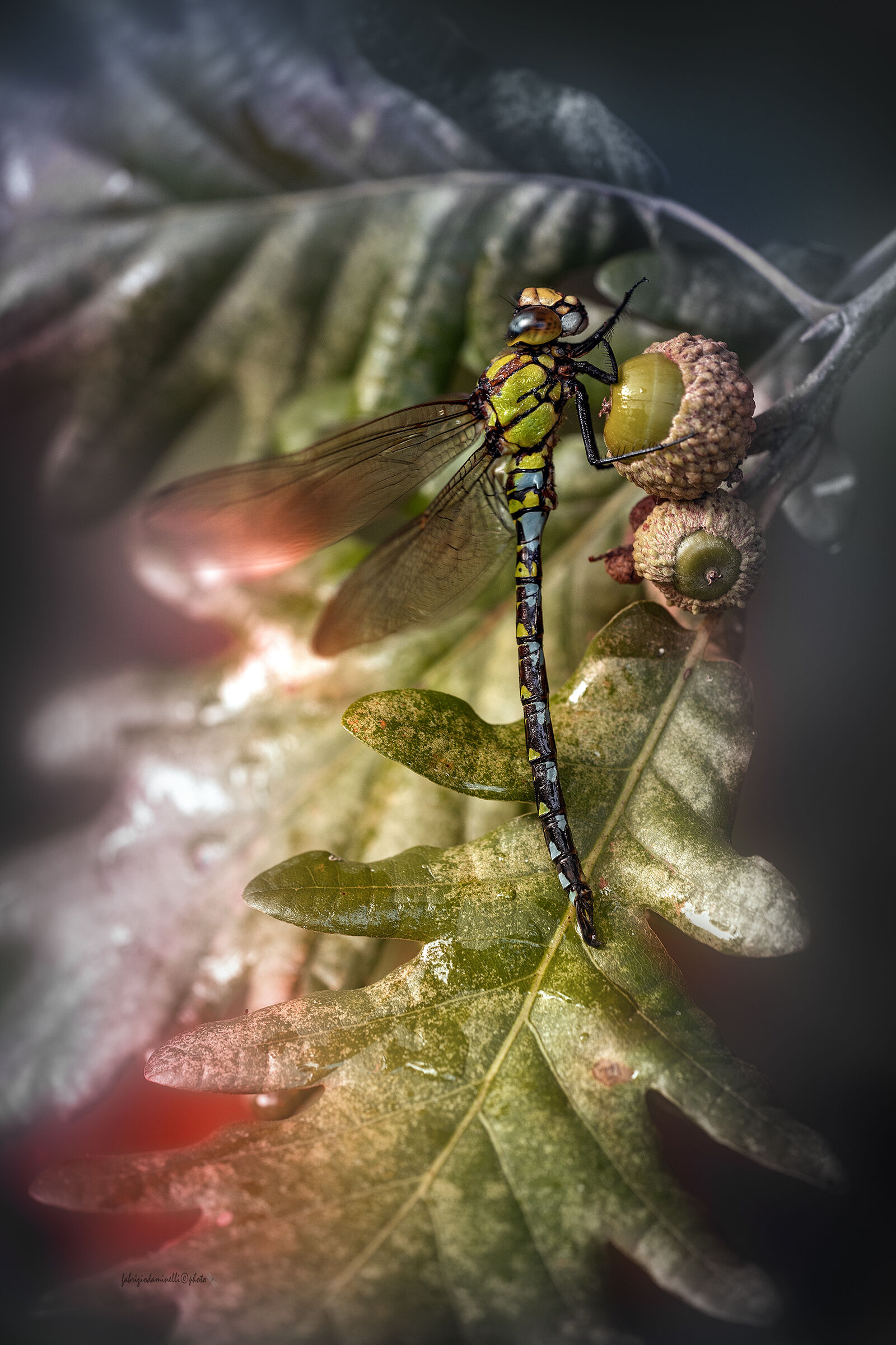 Aeshna cyanea