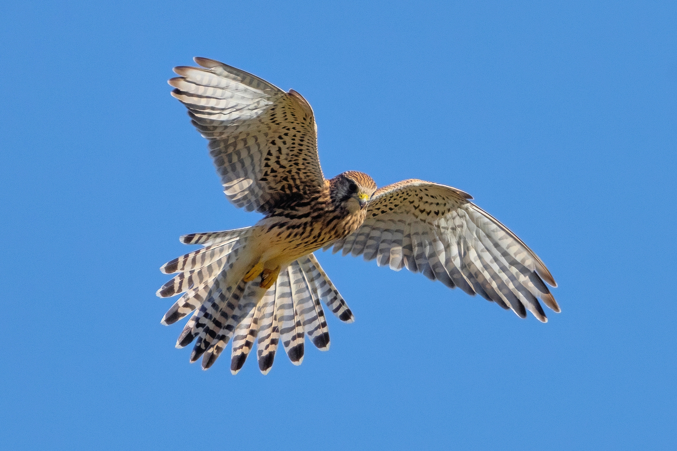 Kestrel (Falco tinnunculus) in Holy Spirit