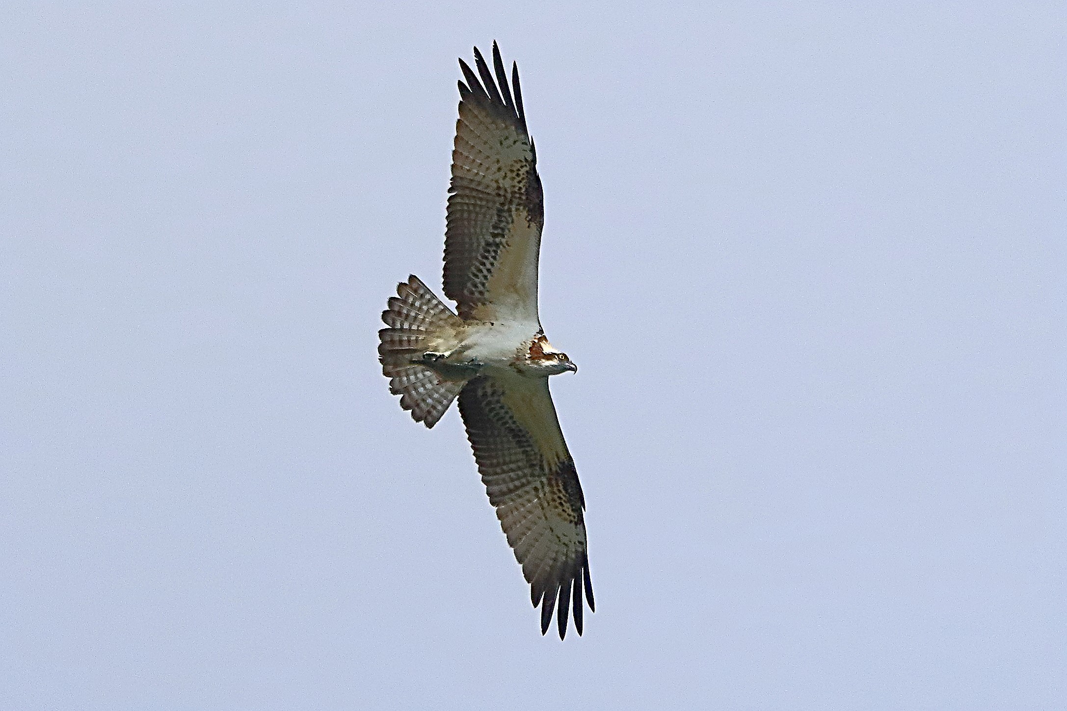 Falco pescatore 24 settembre 2021 - 0017