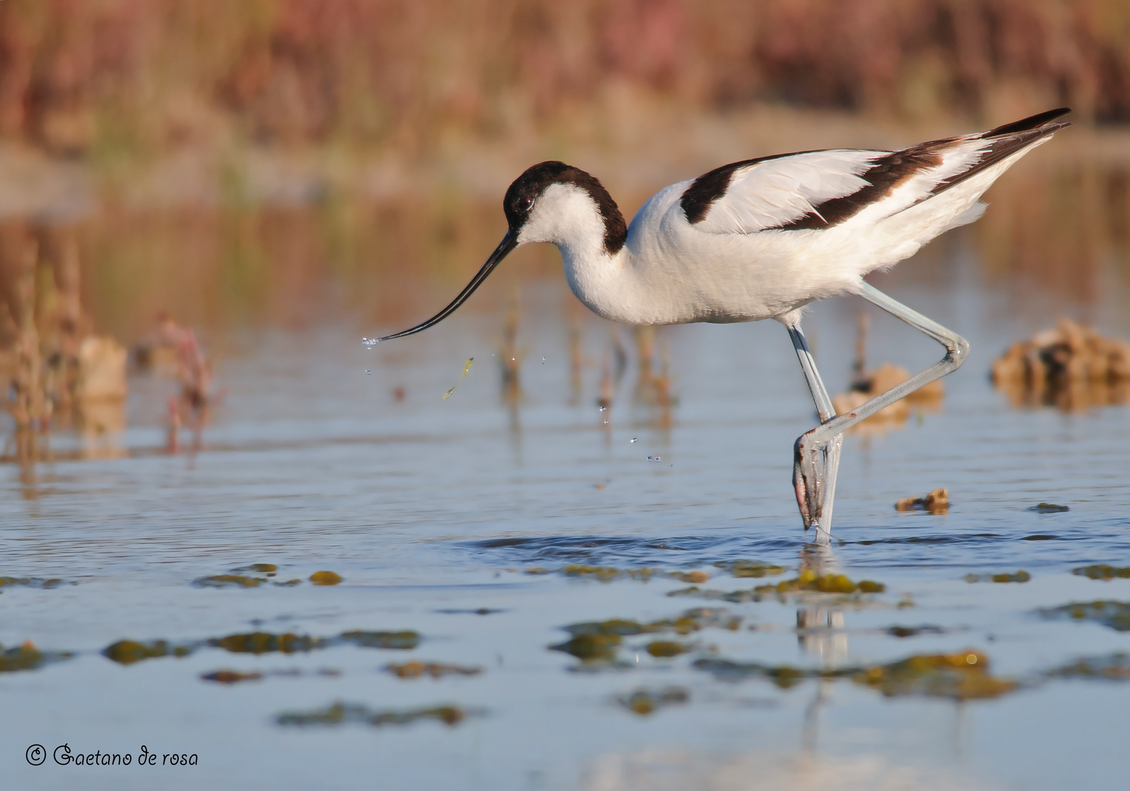 Avocetta.