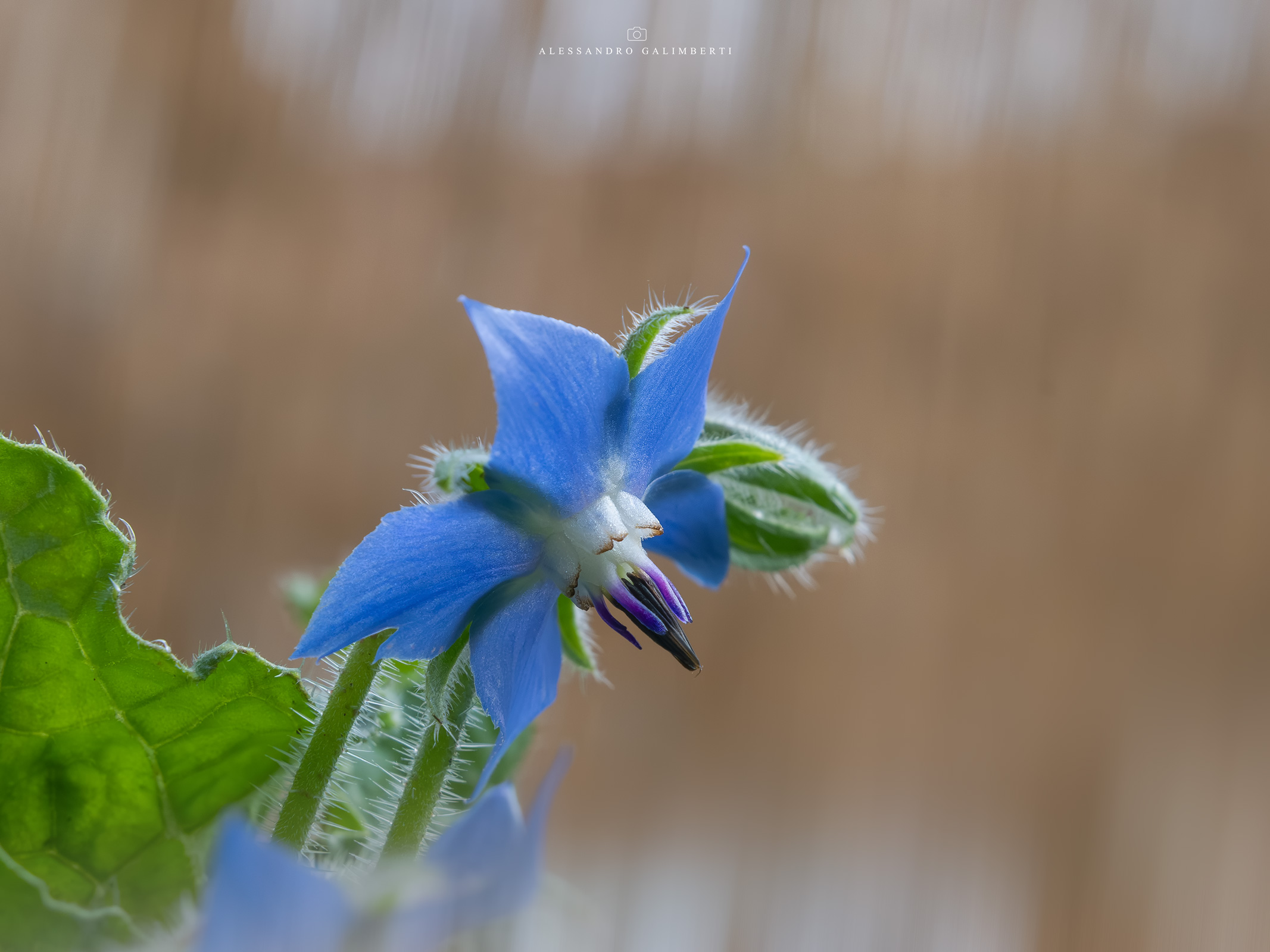 Borage