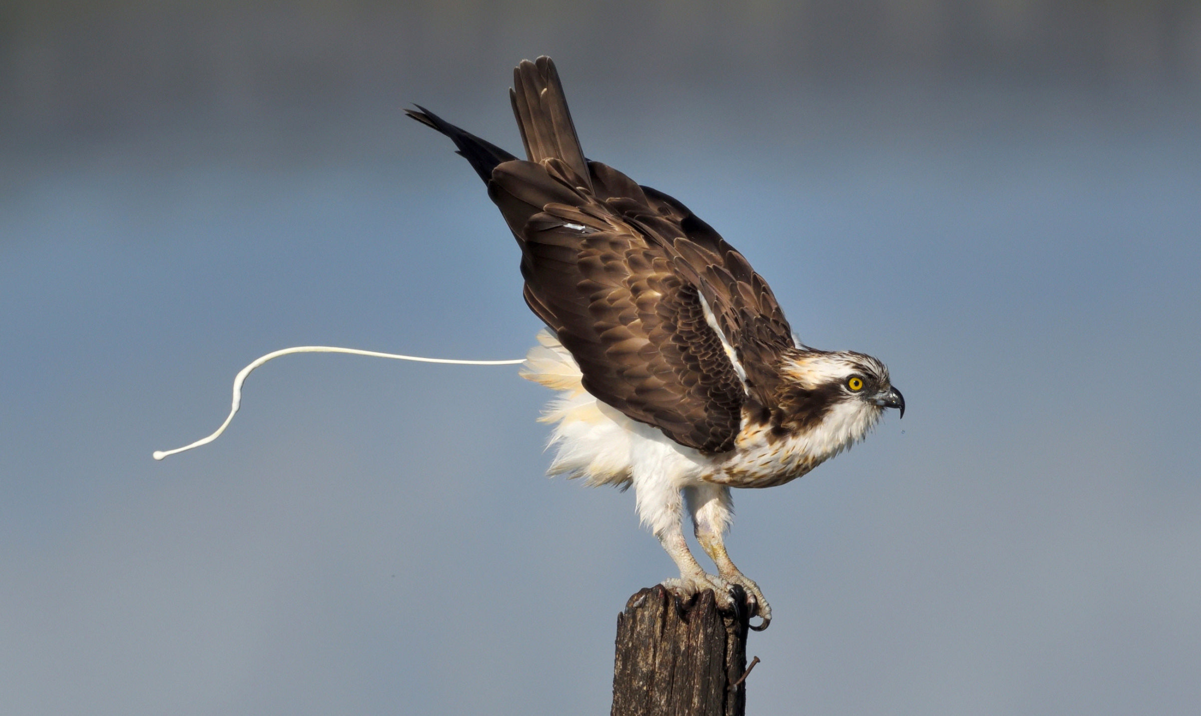 Irreverent osprey