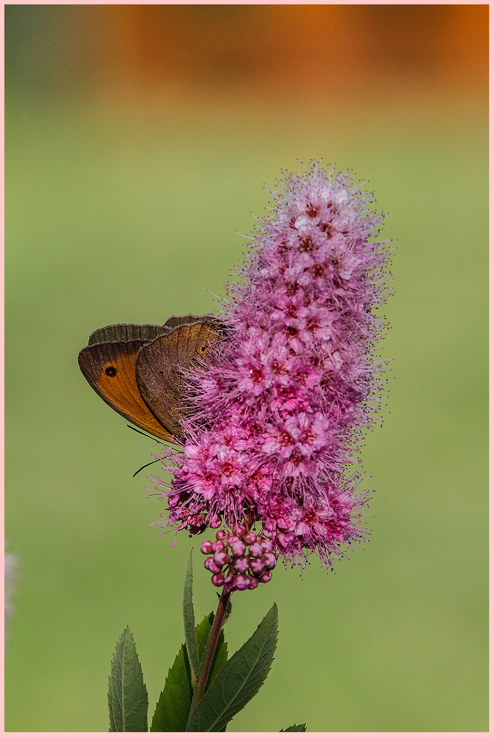 coenoympha pamphilus,credo..