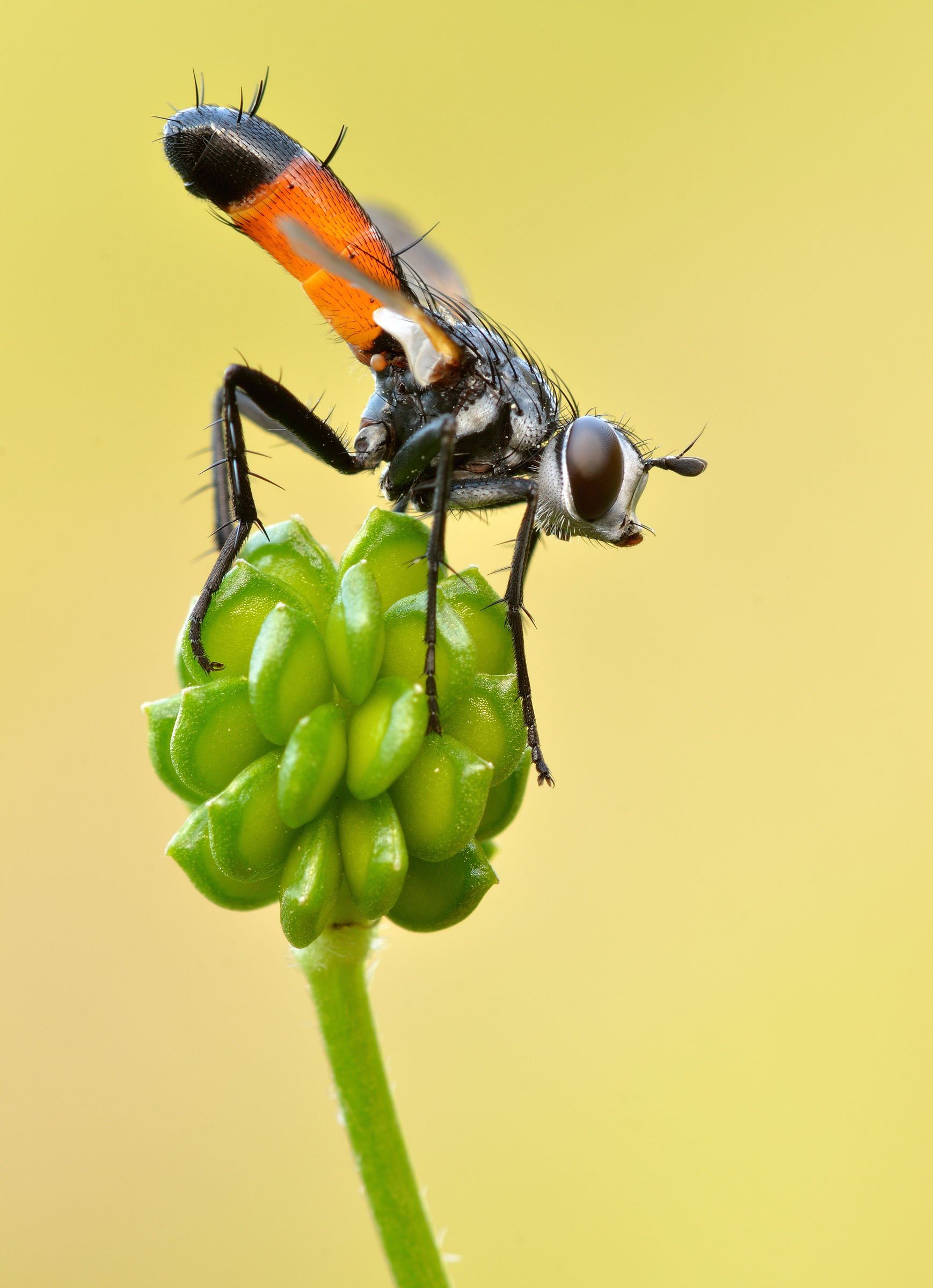 Cylindromya brassicaria