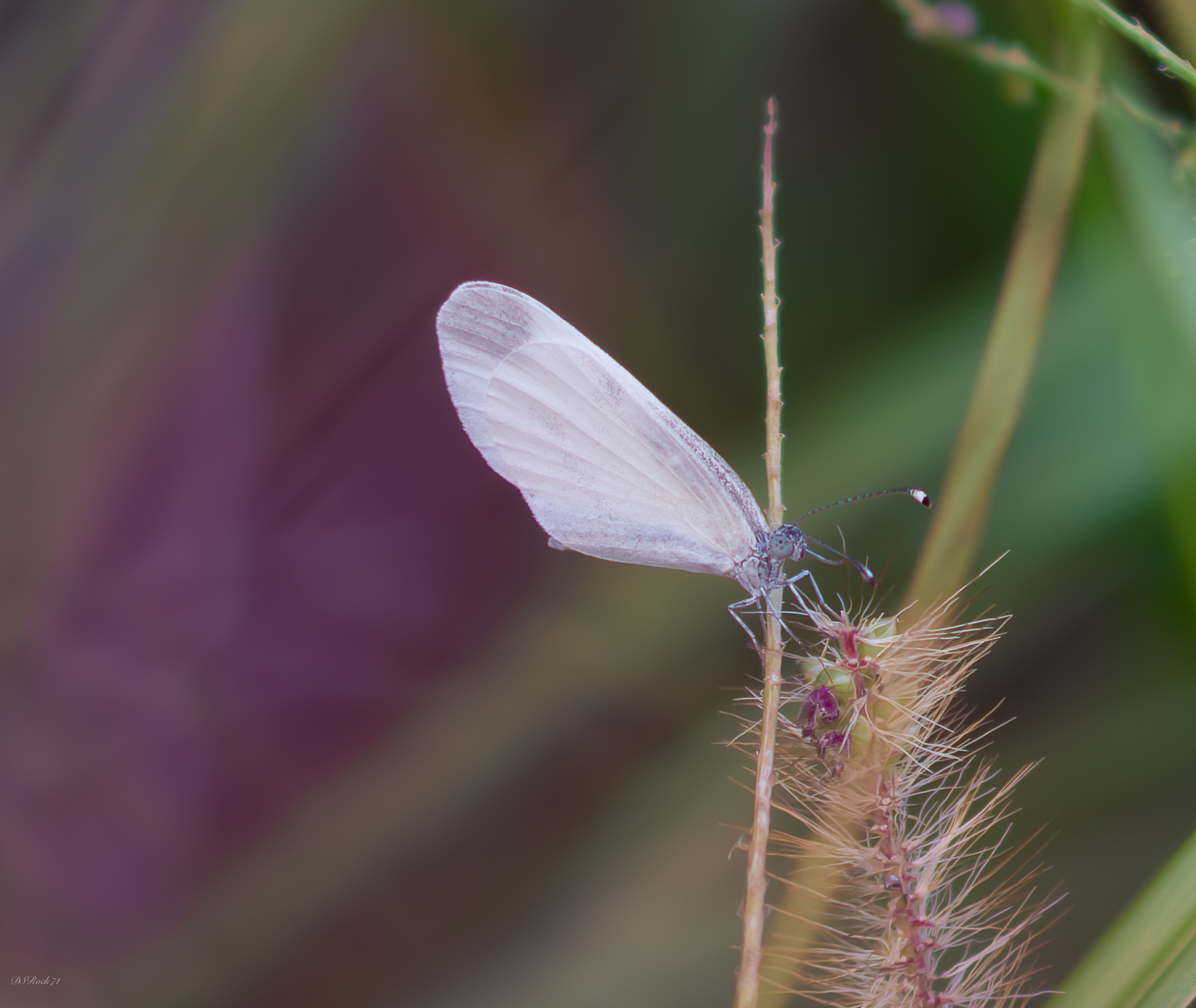 Butterfly among the colors of a gloomy September