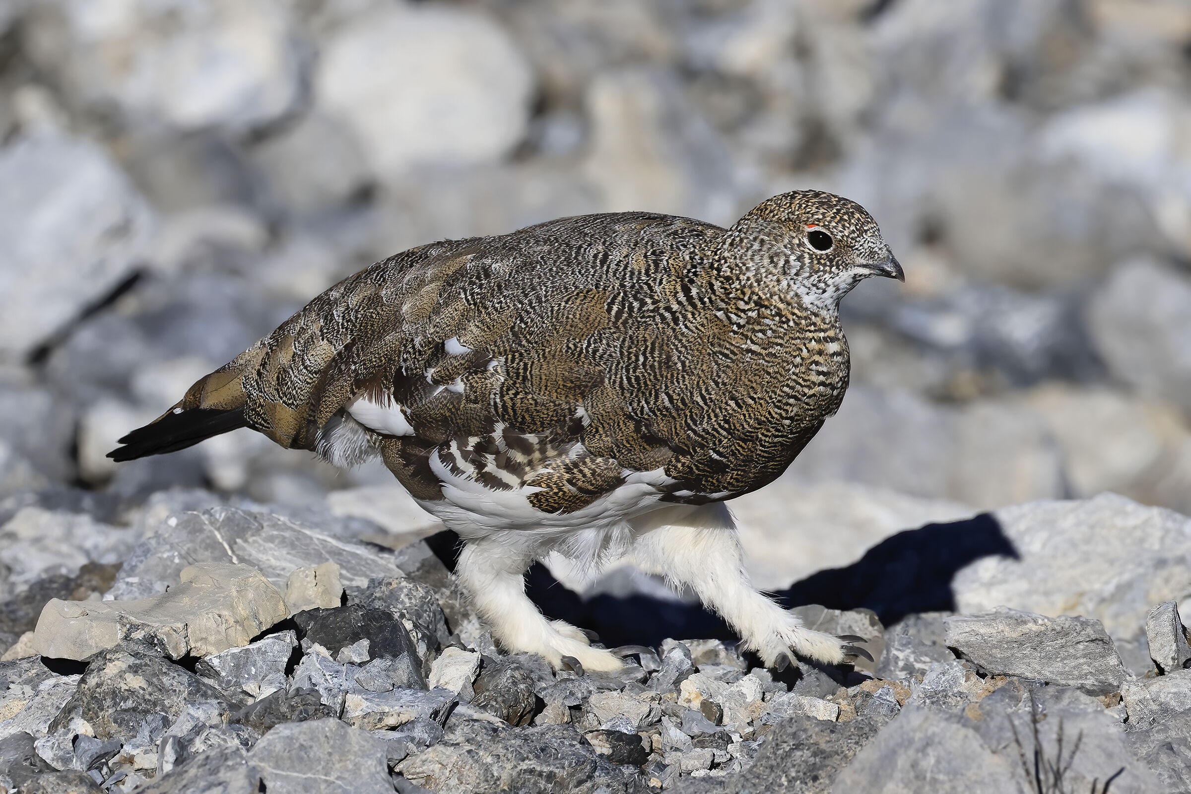 Ptarmigan