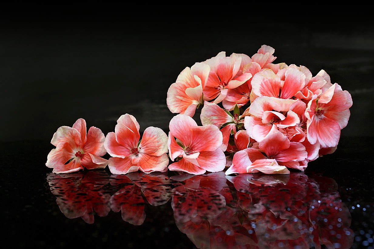 still life with a flower