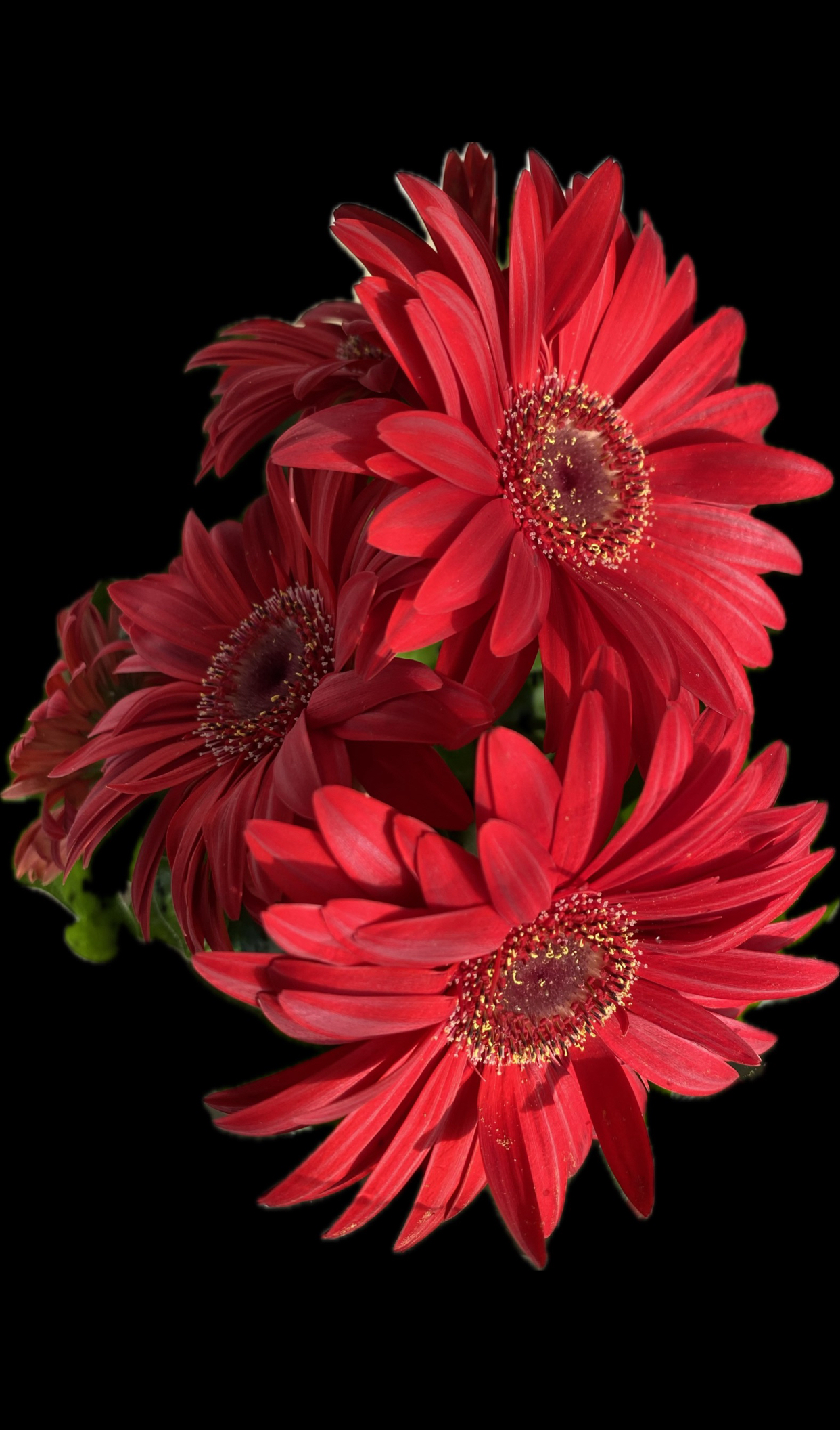 Ricordo di primavera