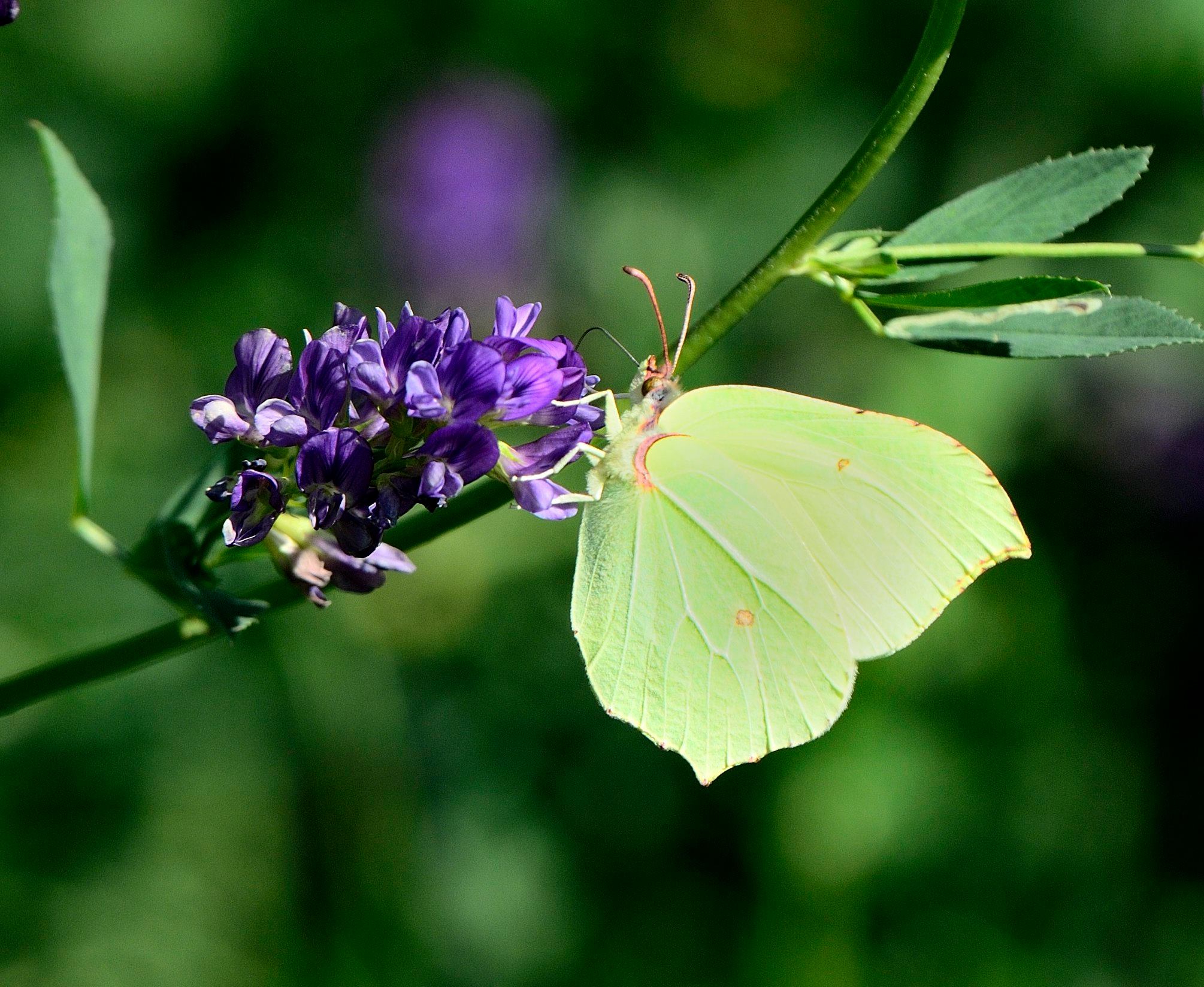 Gonepteryx cleopatra