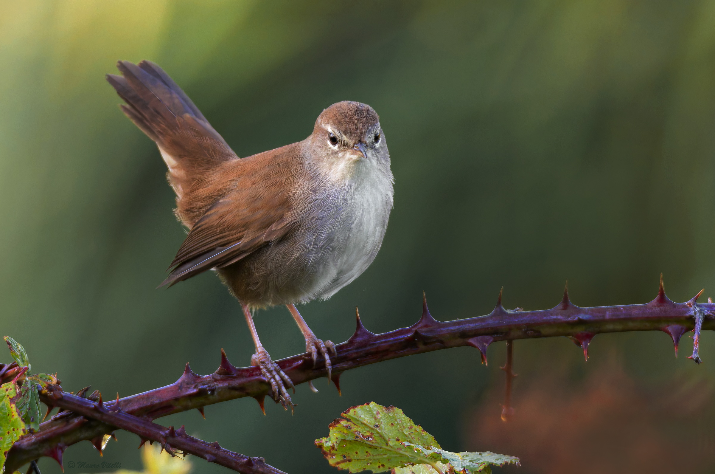 River nightingale (Cettia cetti)