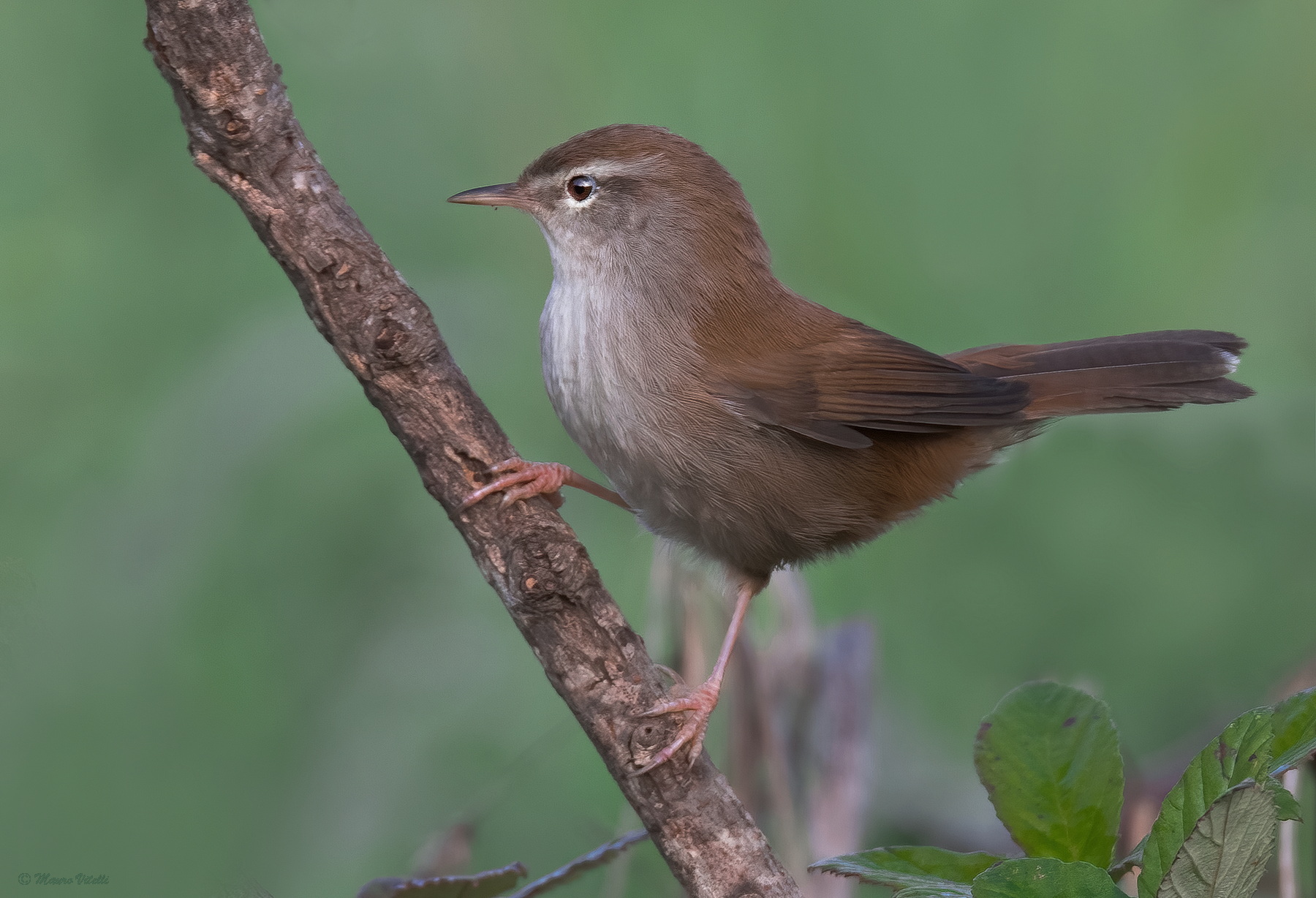 River nightingale (Cettia cetti)
