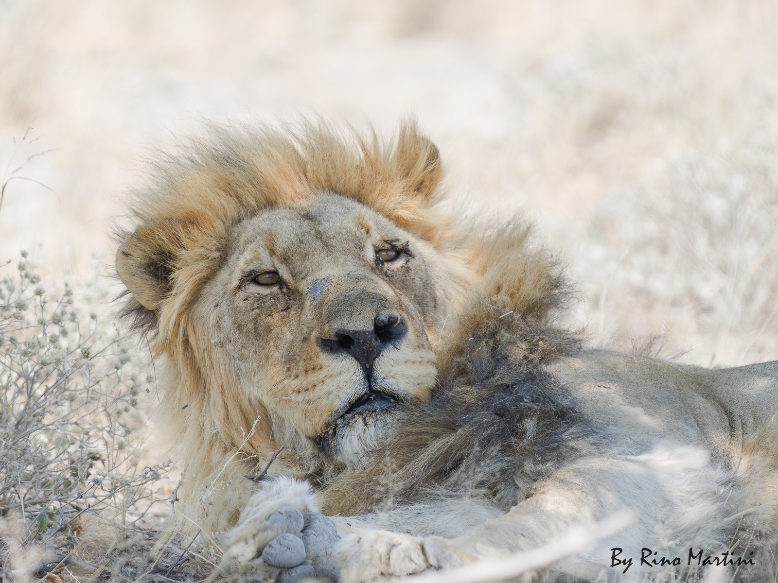 Il riposo del Guerriero