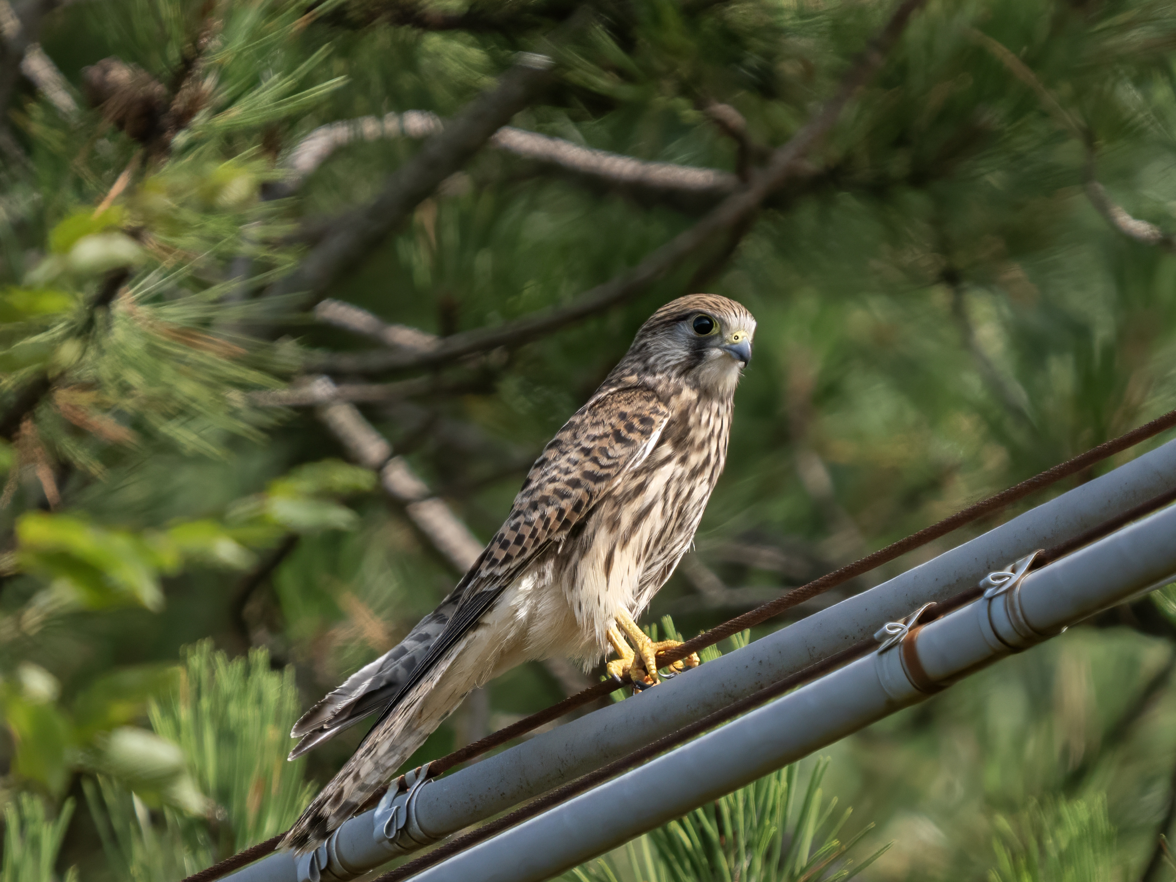 Kestrel