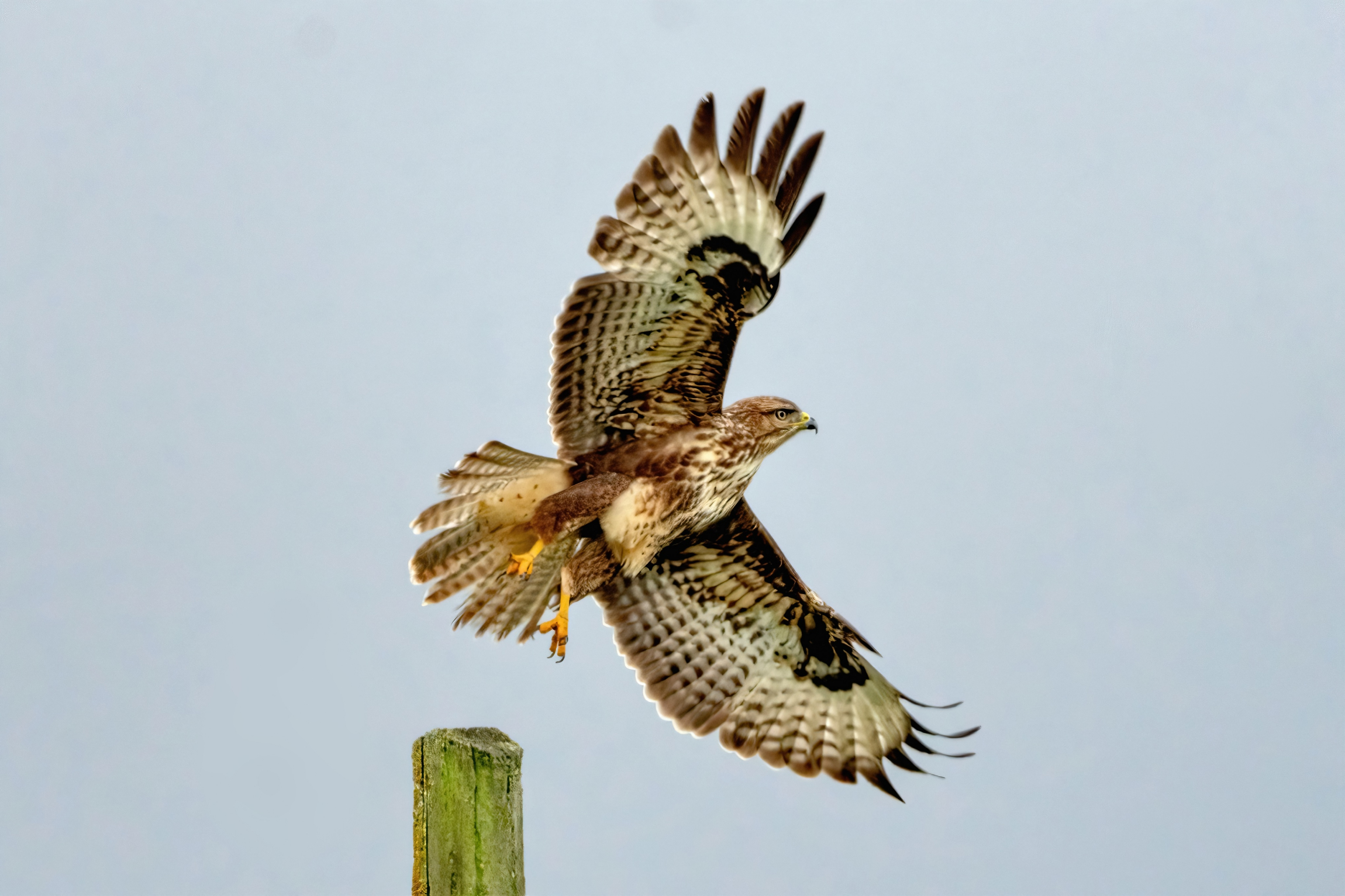 The take-off of the Buzzard (Buteo buteo)
