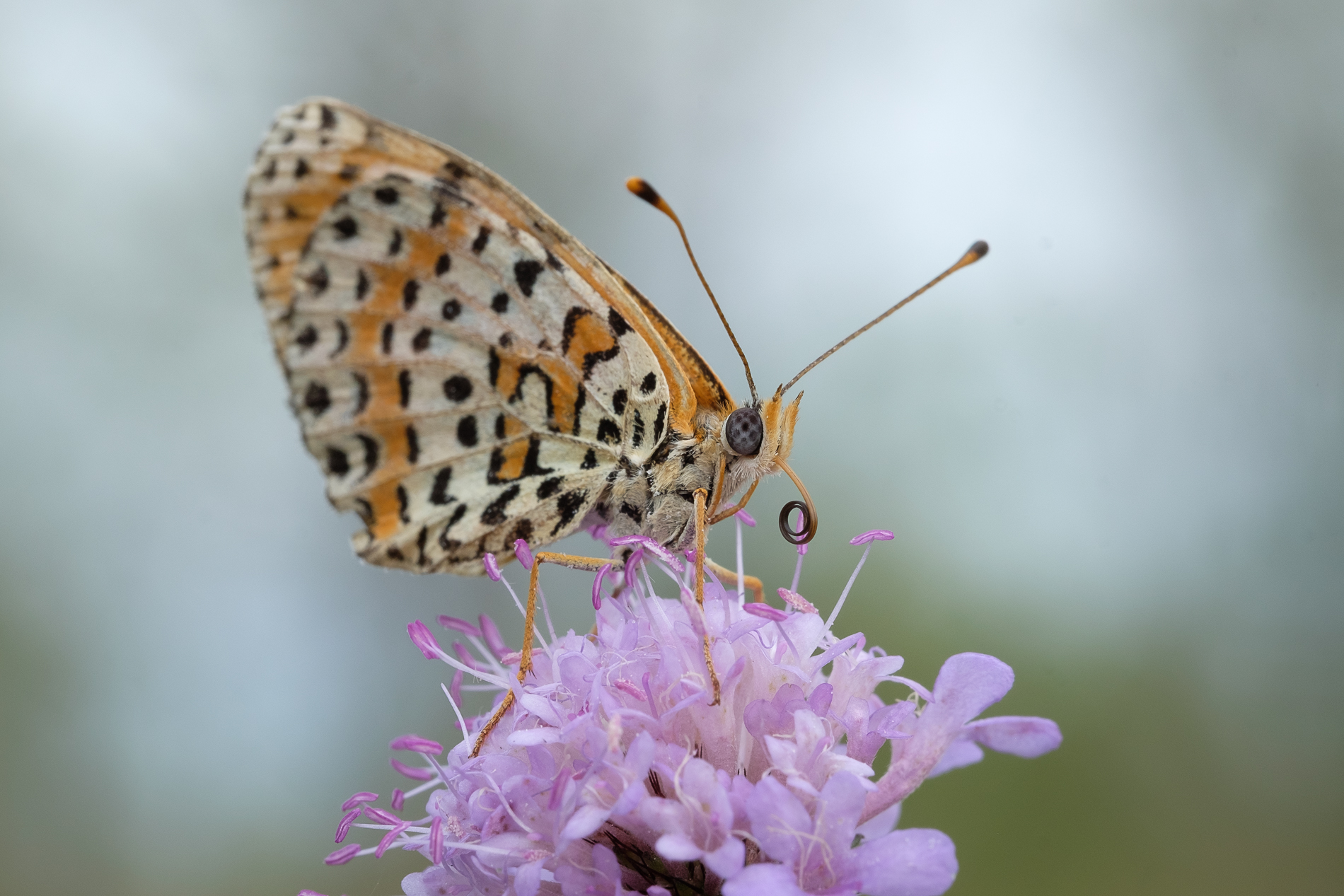 Melitaea