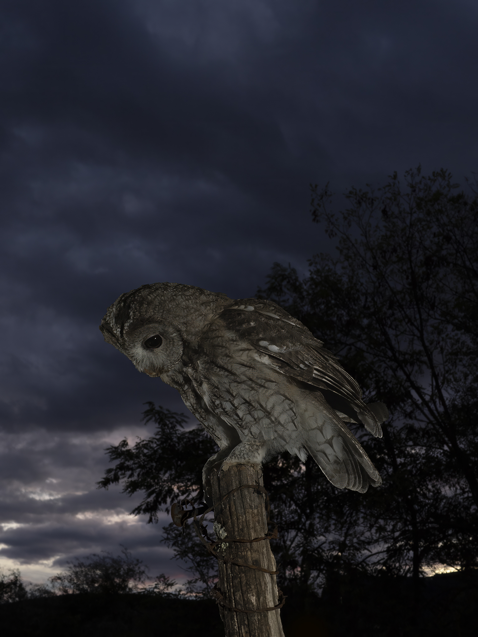 Strix aluco