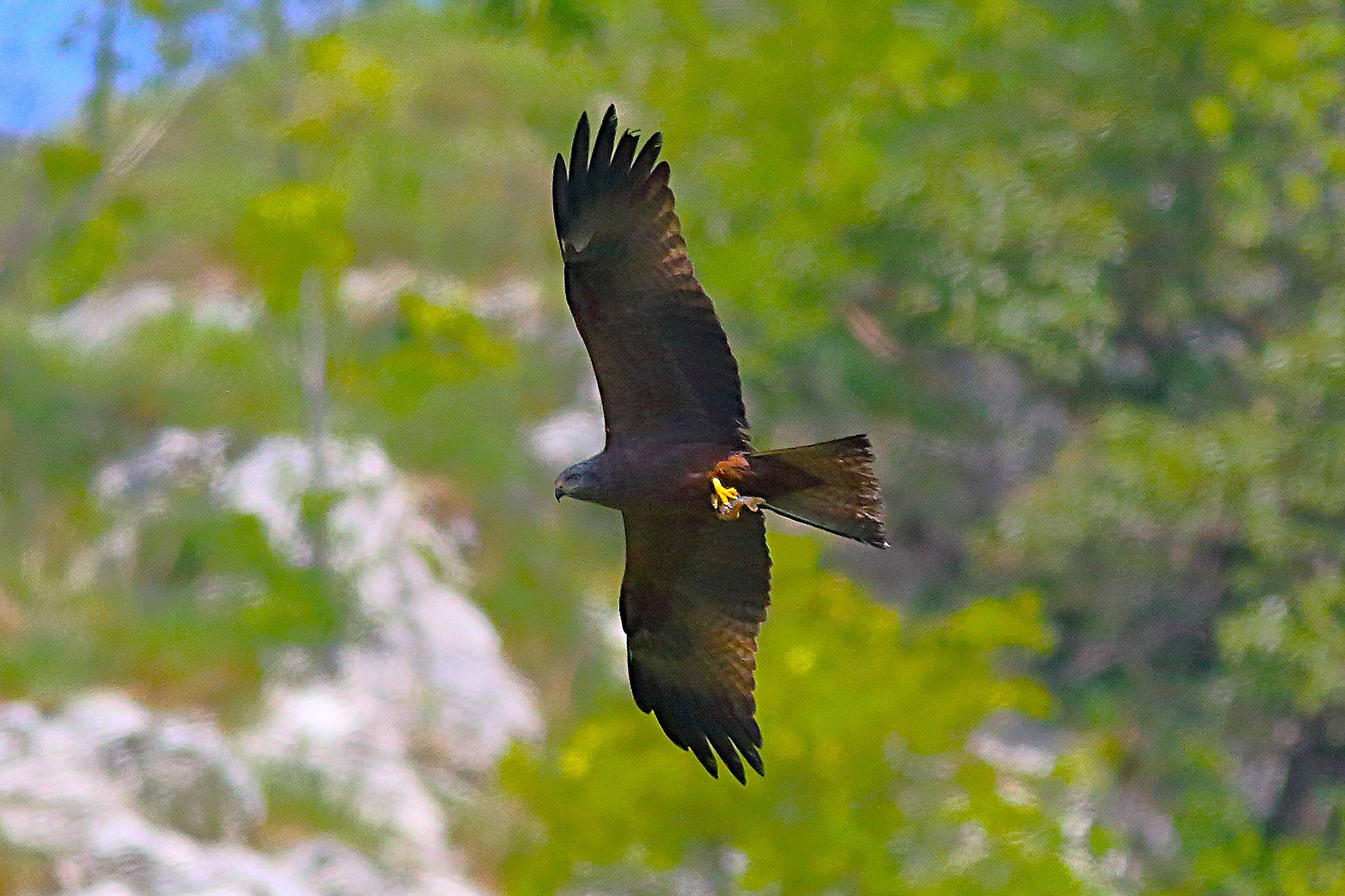 Nibbio bruno 24 aprile 2024 - 8393