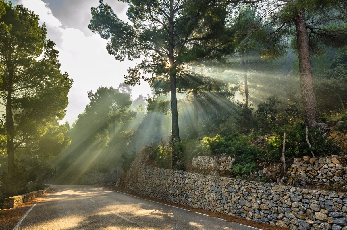 Mallorca - Fire in the forest