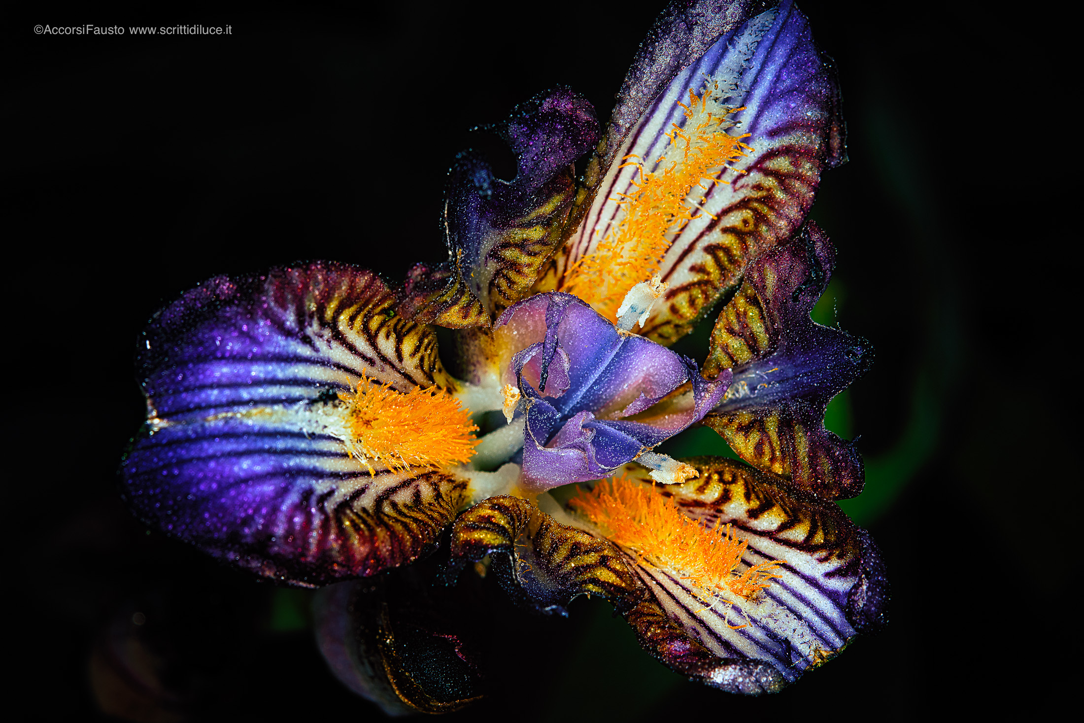 Orchidea