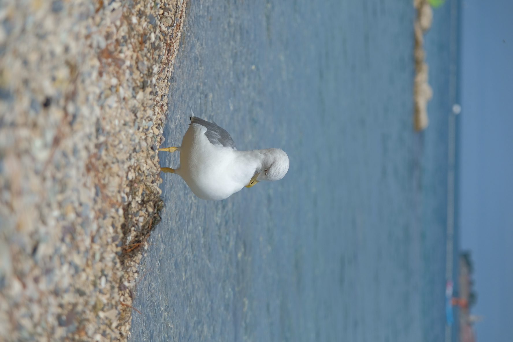 Croatia lantern camping