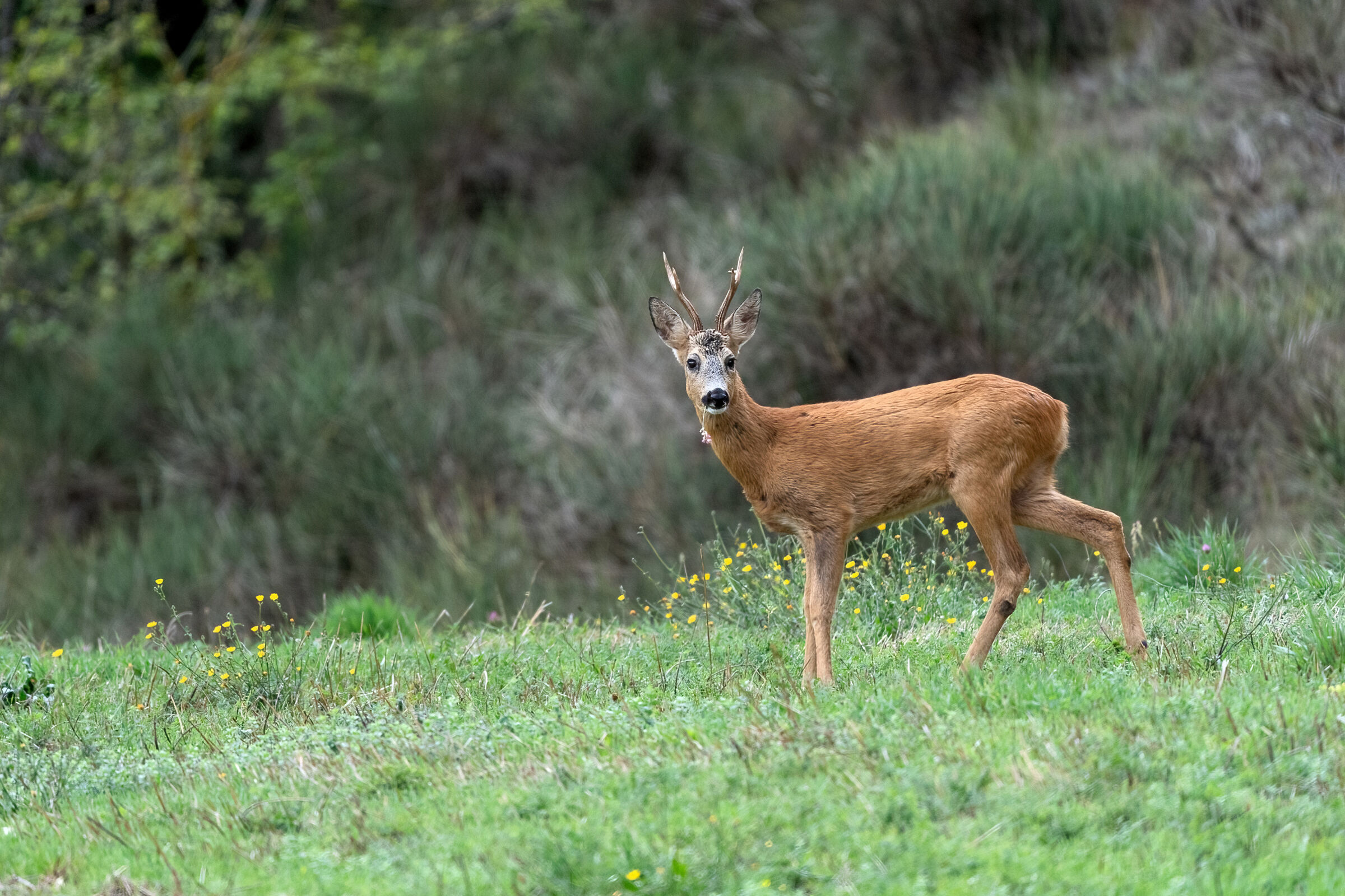 Capriolo (Capreolus capreolus)