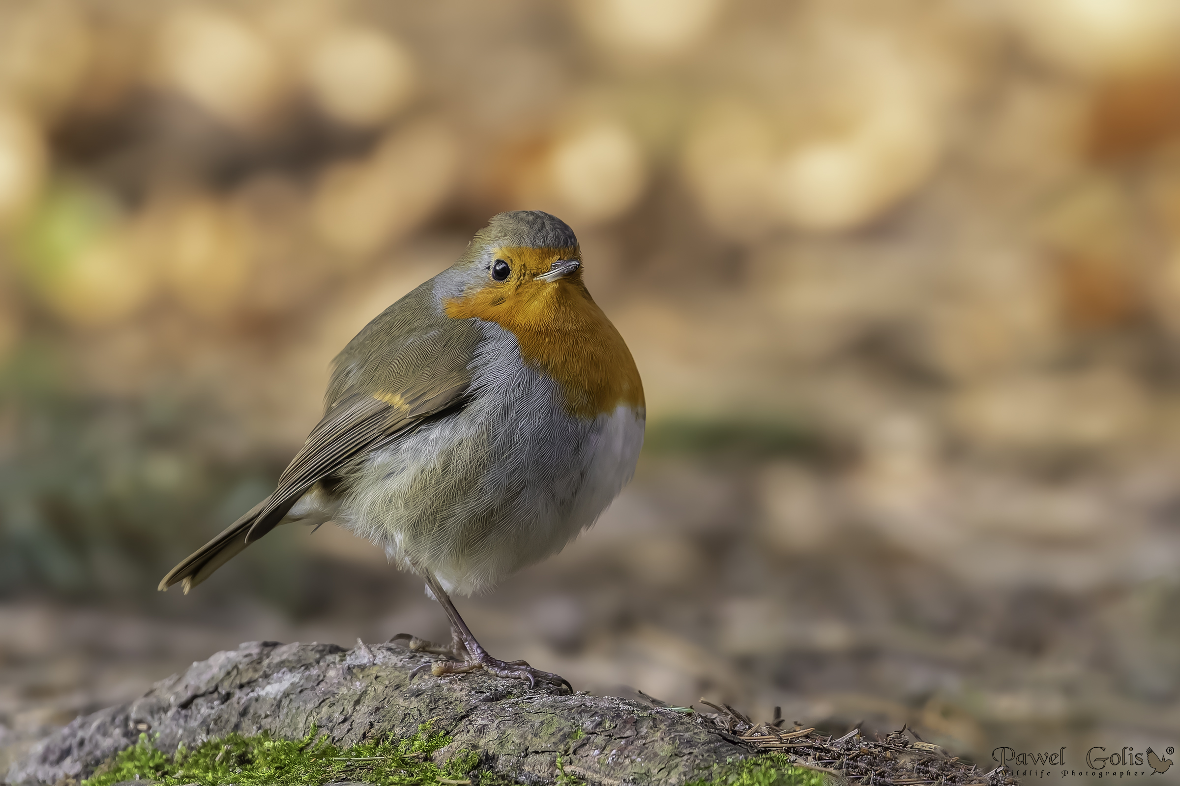 Pettirosso europeo (Erithacus rubecula)
