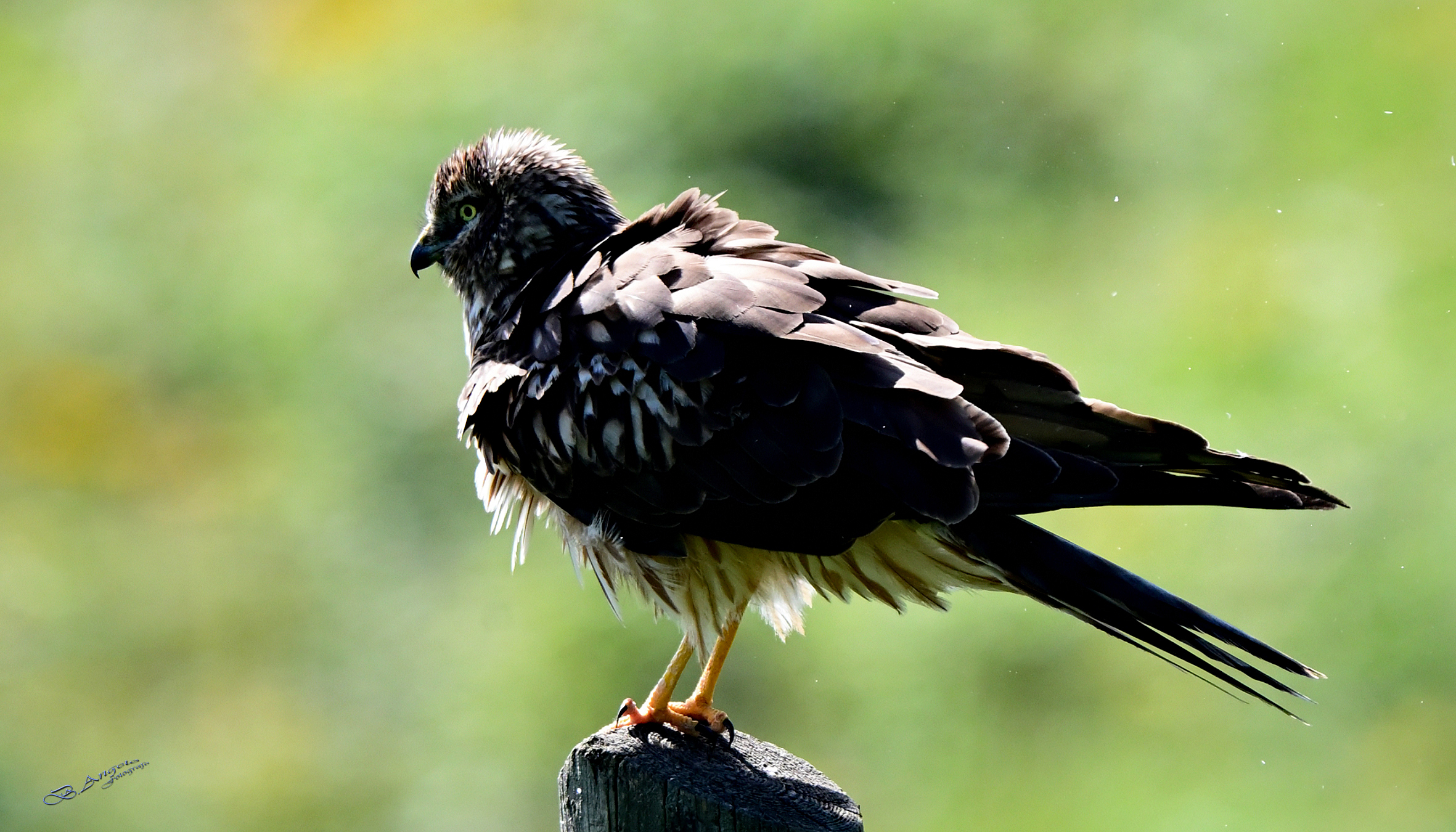 " Albanella minore femmina "