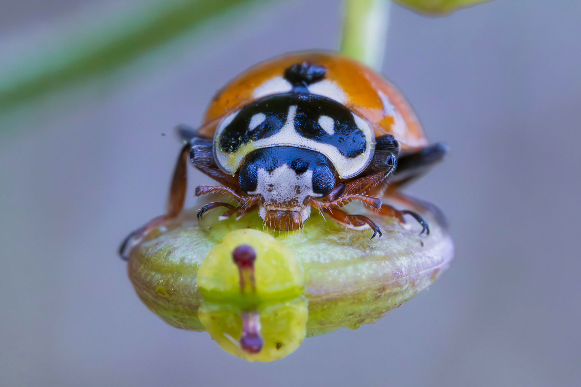 Hippodamia variegata