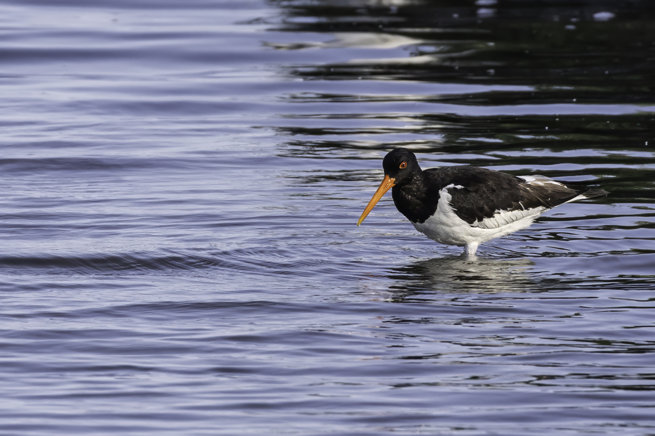 Oystercatcher