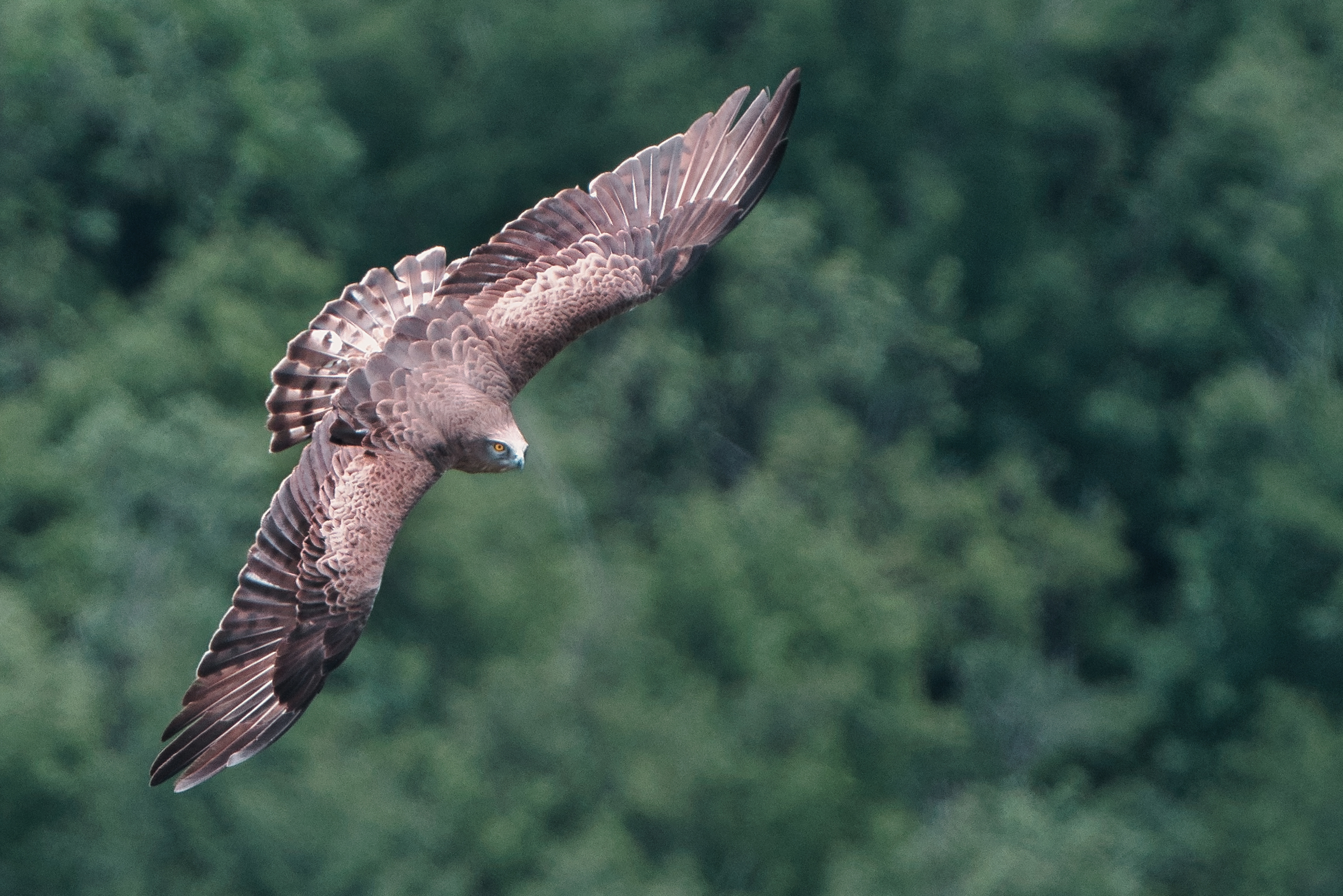 Short-toed eagle on the forest