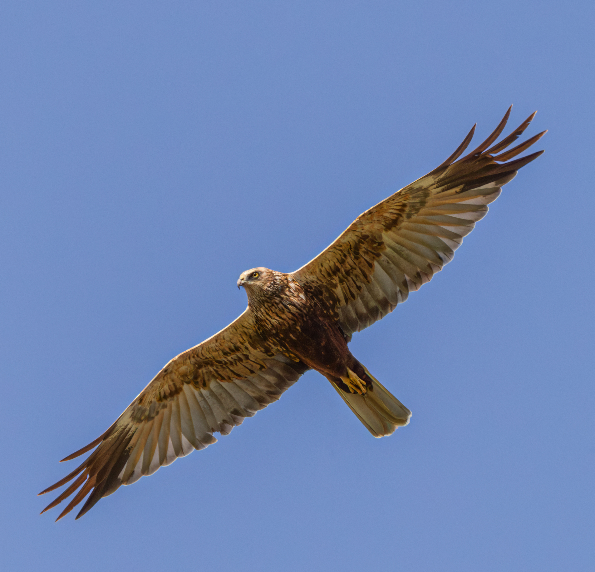 Marsh Harrier