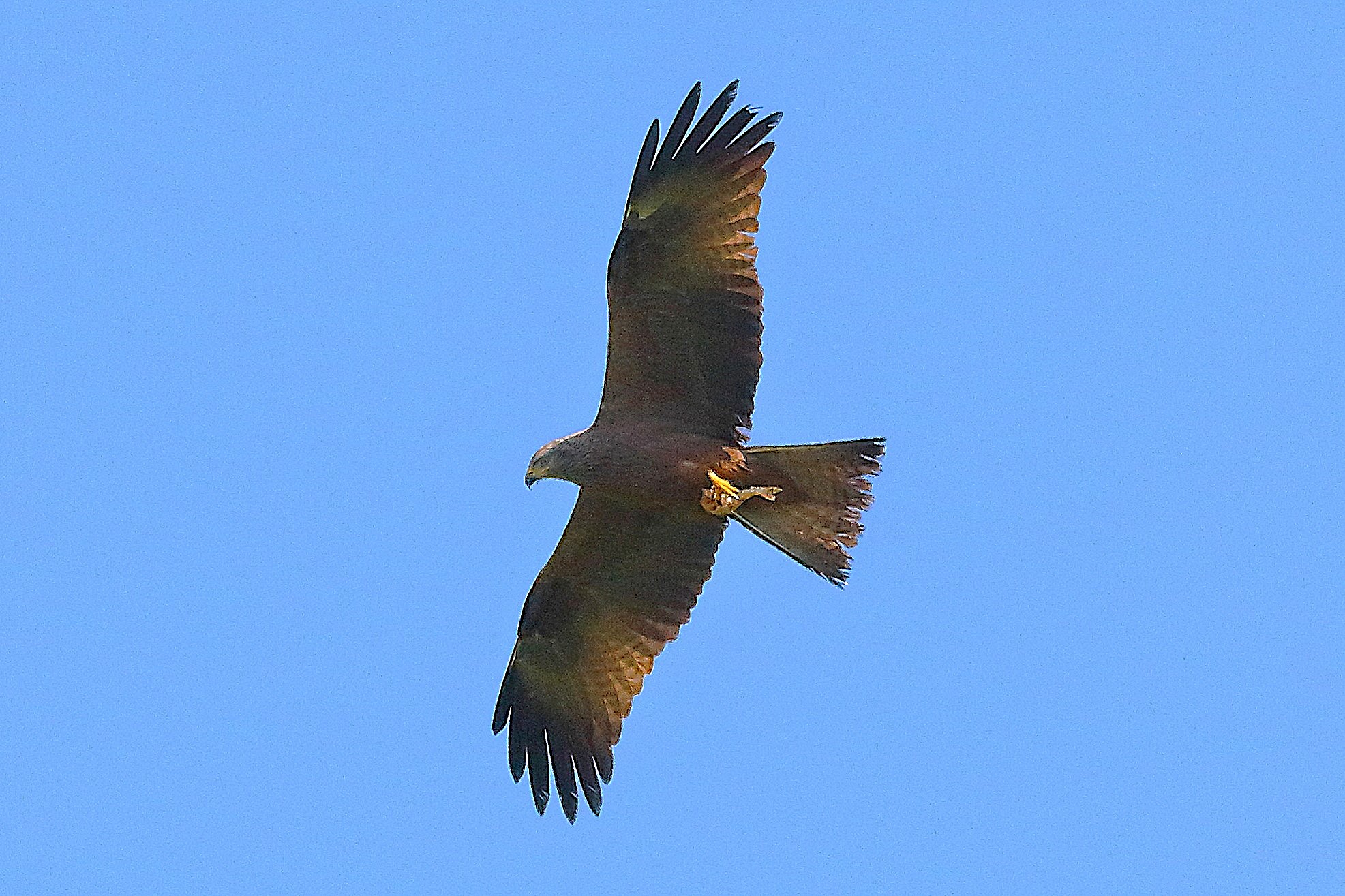 Nibbio bruno 24 aprile 2024 - 8400