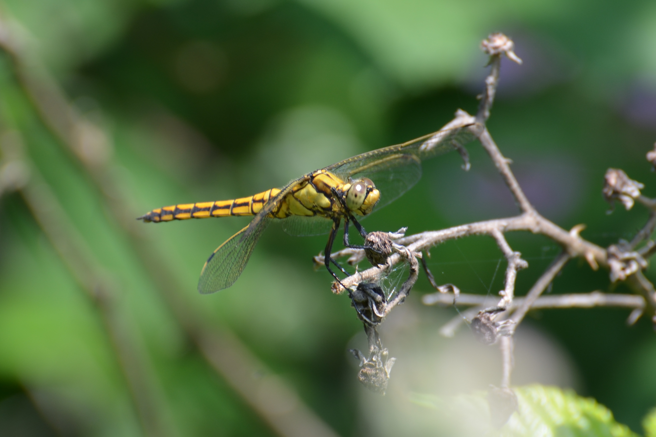 Dragonfly