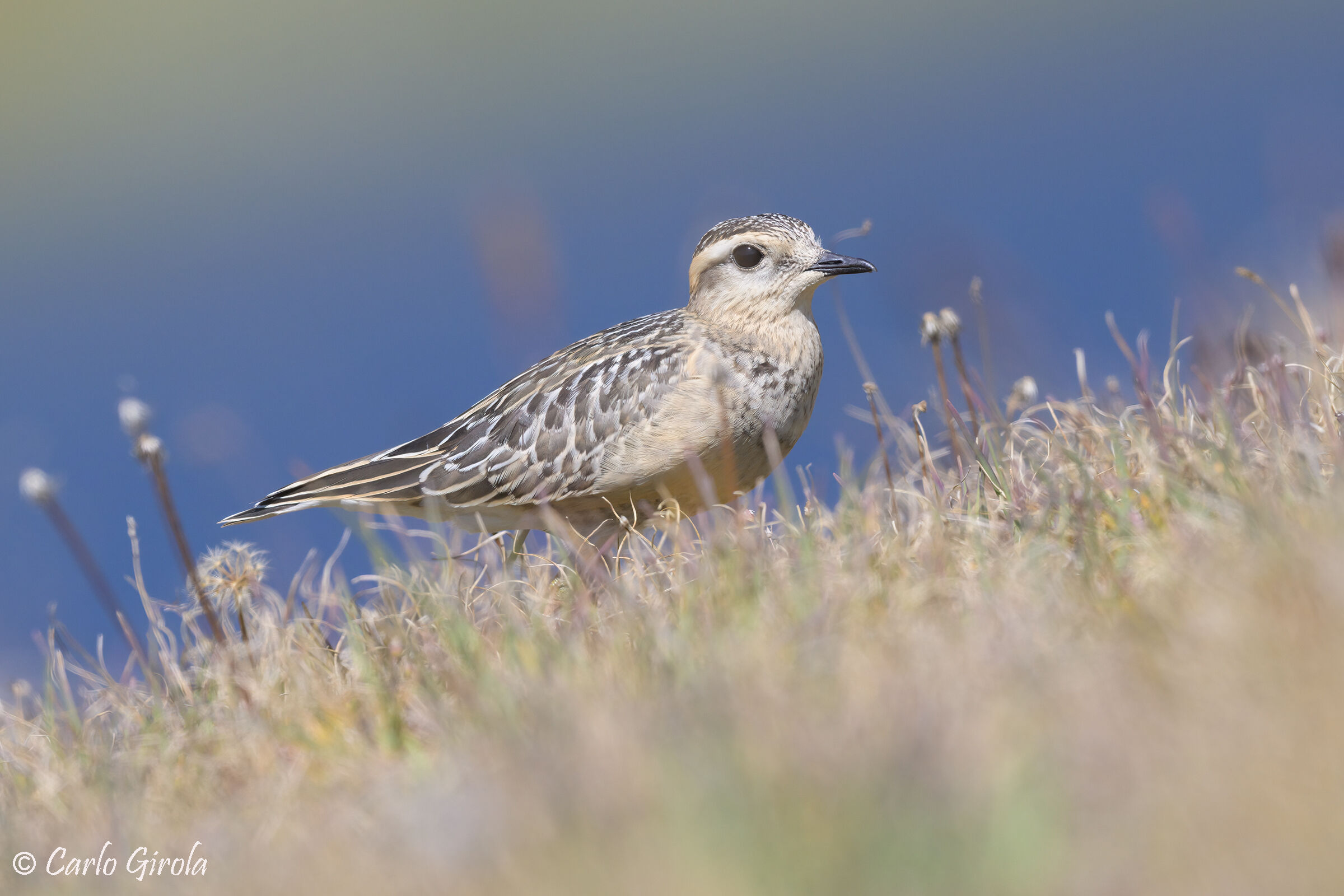 Piviere tortolino (Charadrius morinellus)