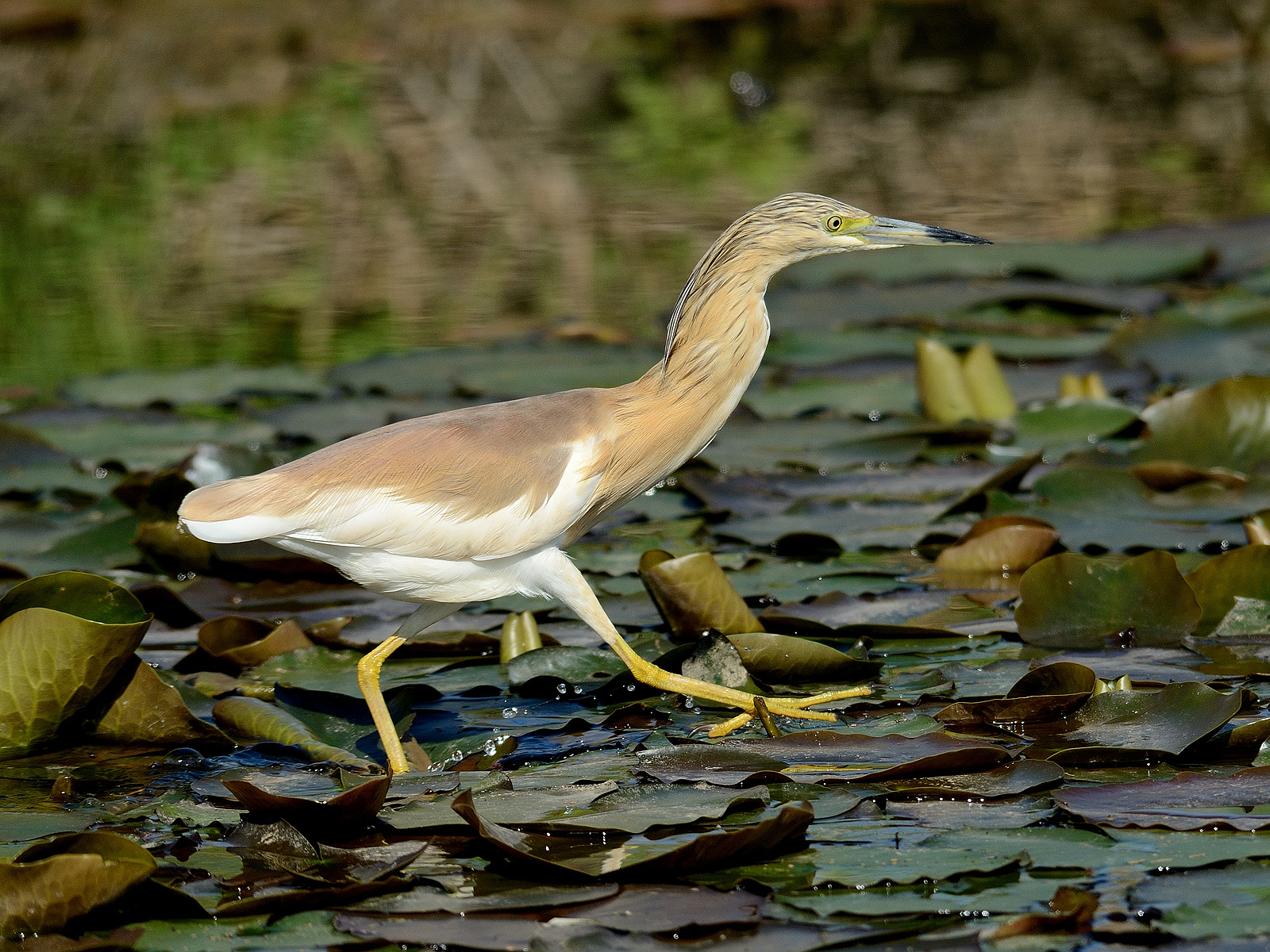 Correndo sulle ninfee