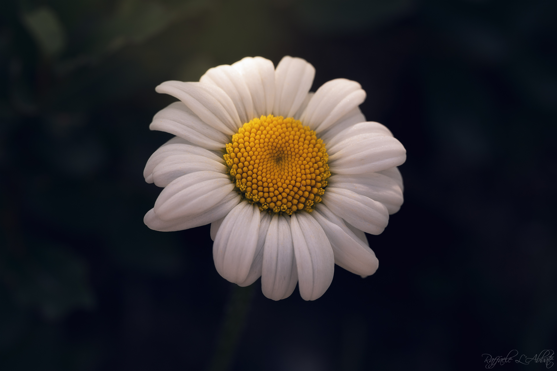 Daisy