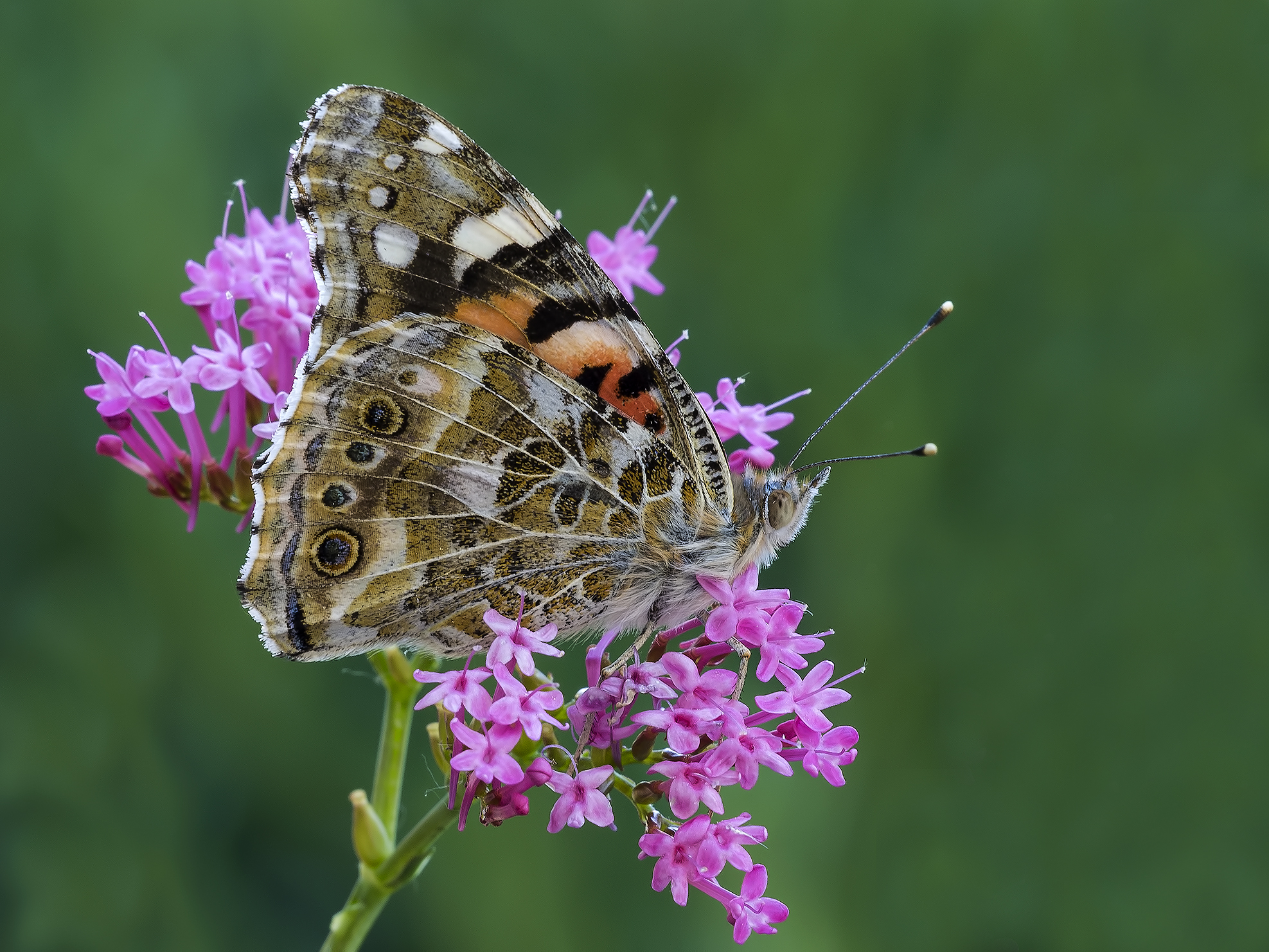 vanessa cardui