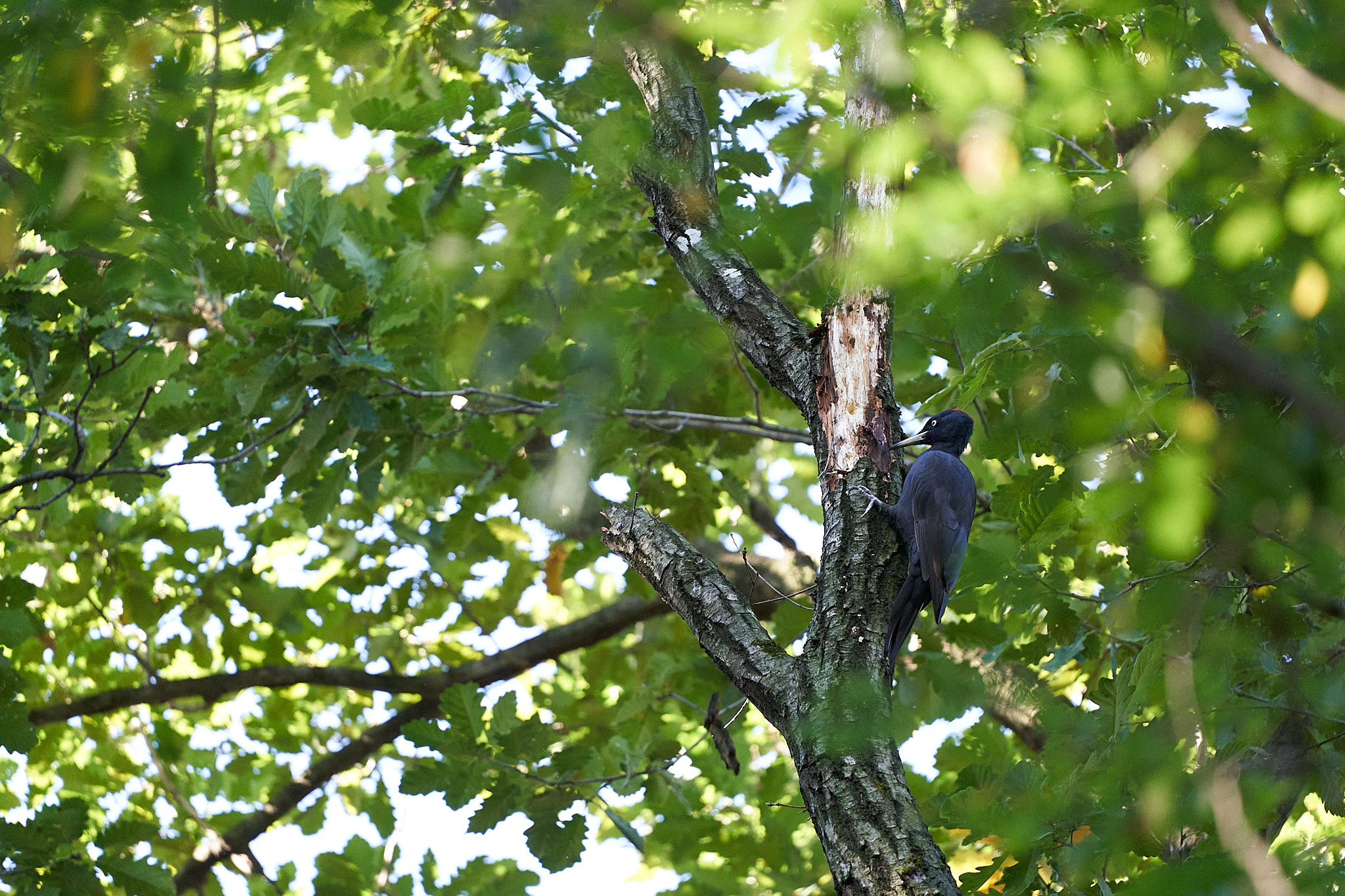 Black woodpecker