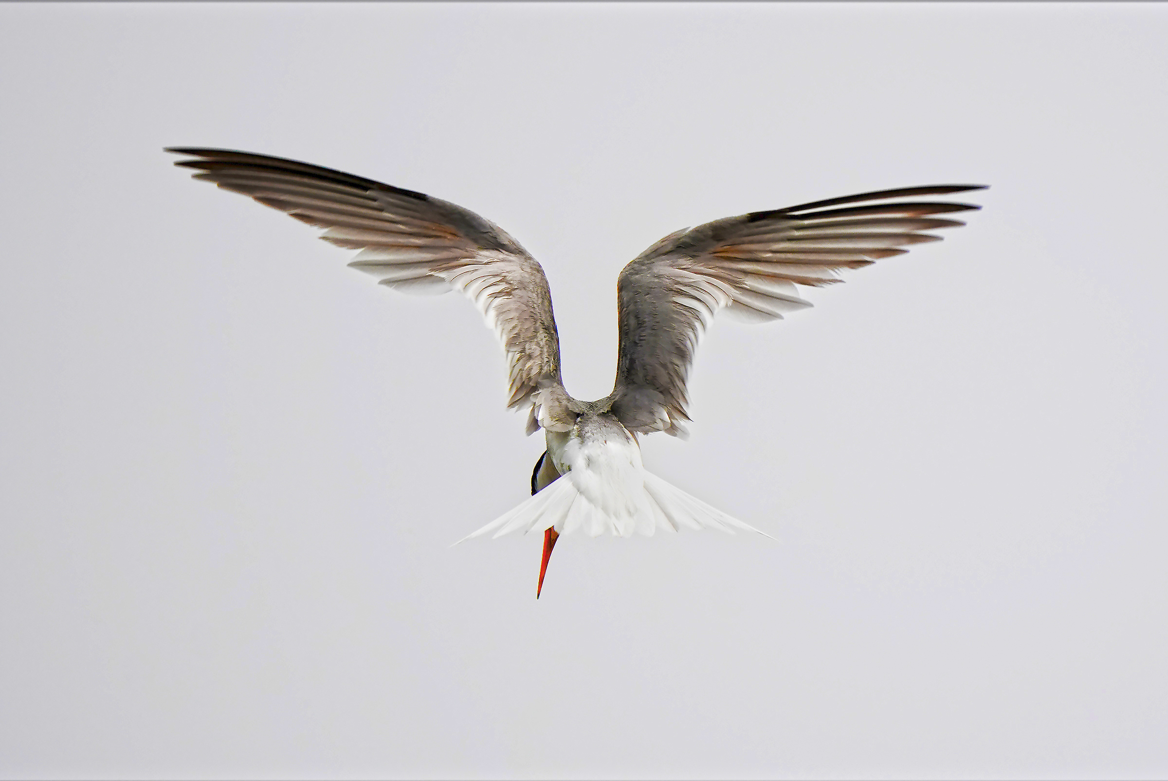 little tern