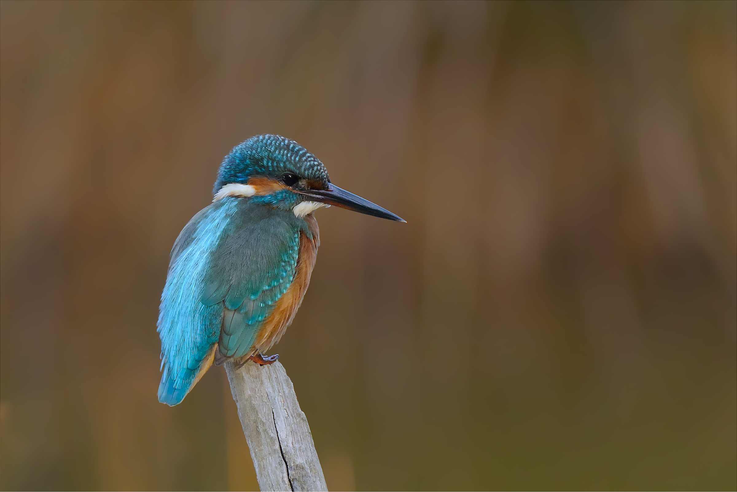 Kingfisher