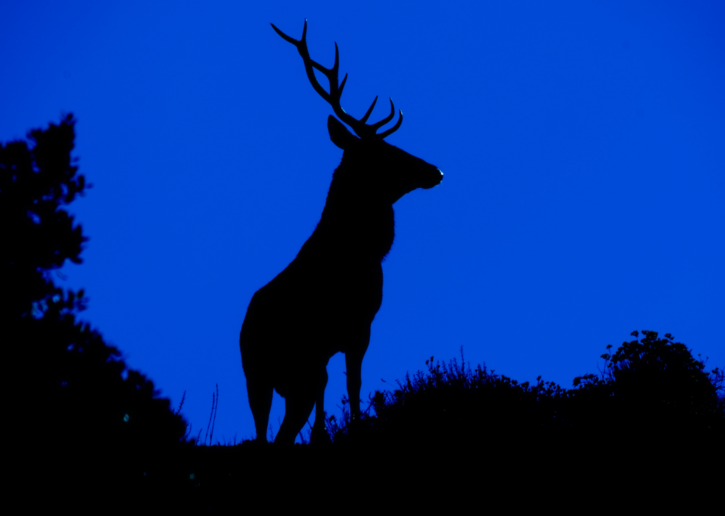Dark presences at dawn ...