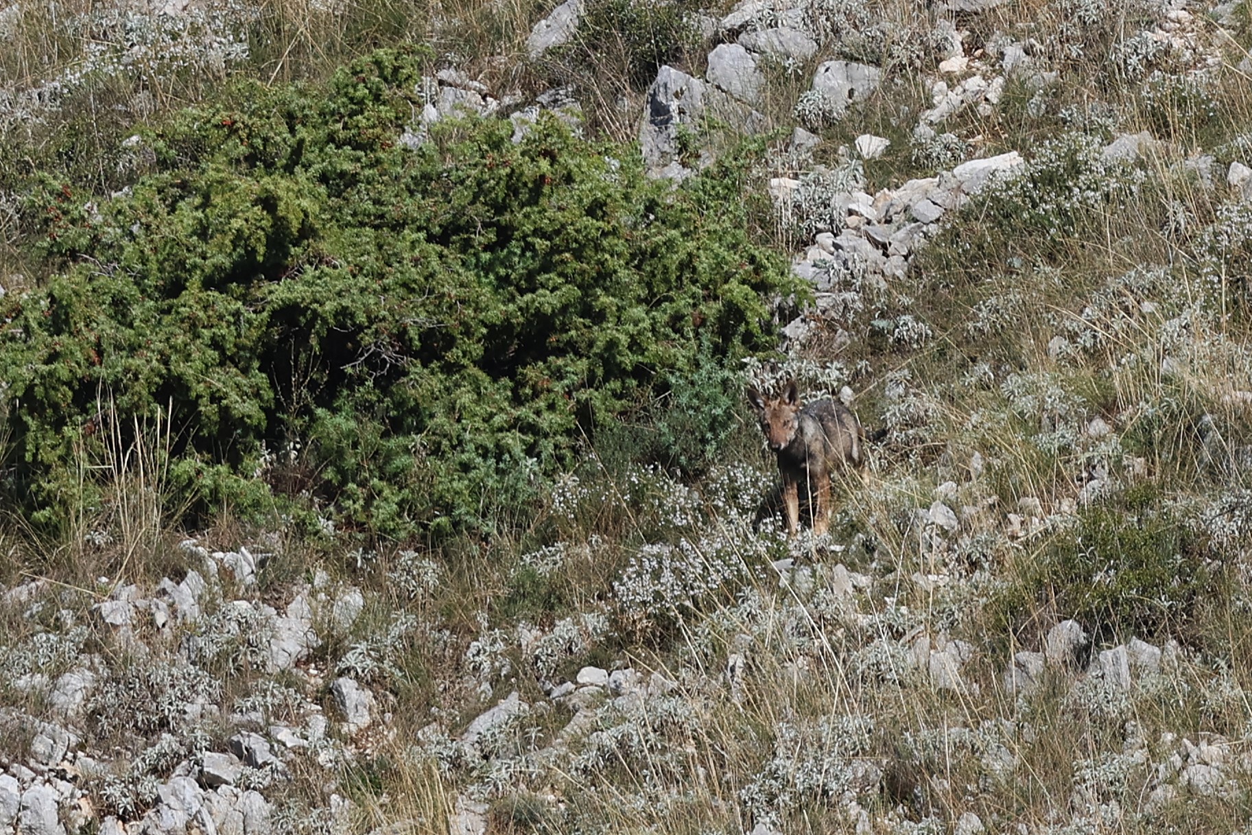 Young Wolf of the PNALM