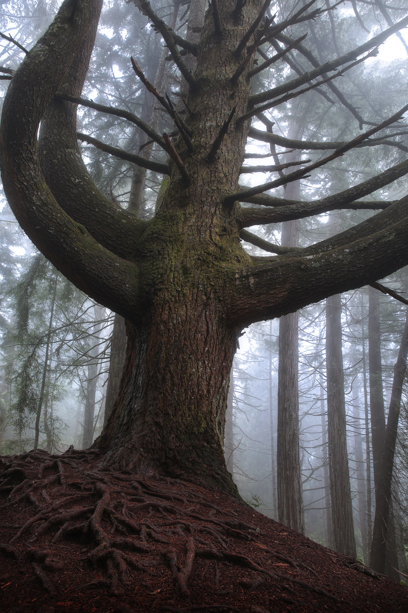 King of the forest