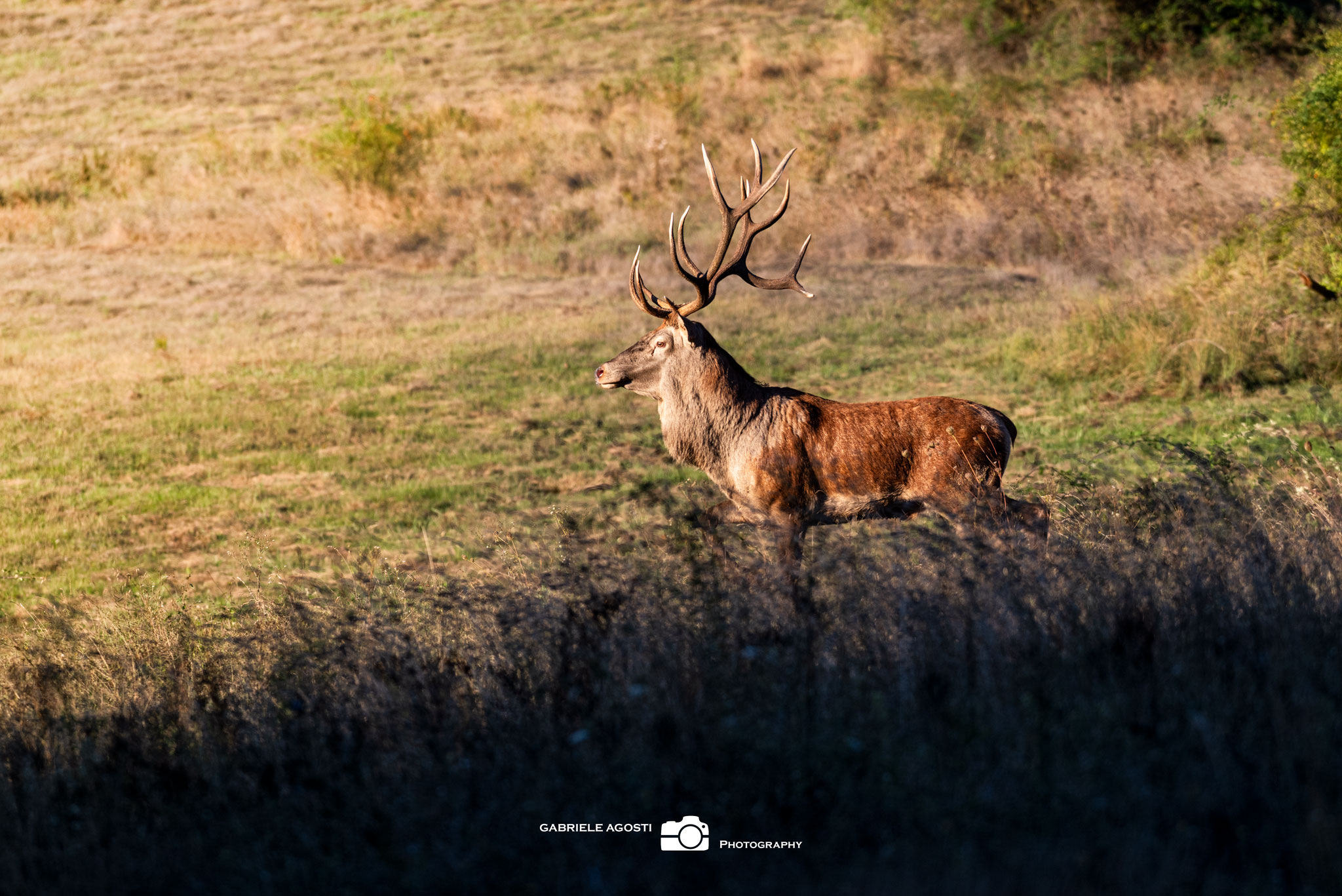 Beautiful and mighty