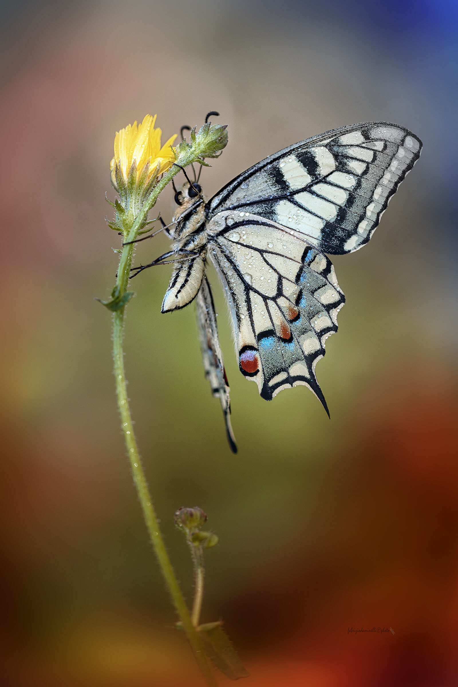Papilio machaon