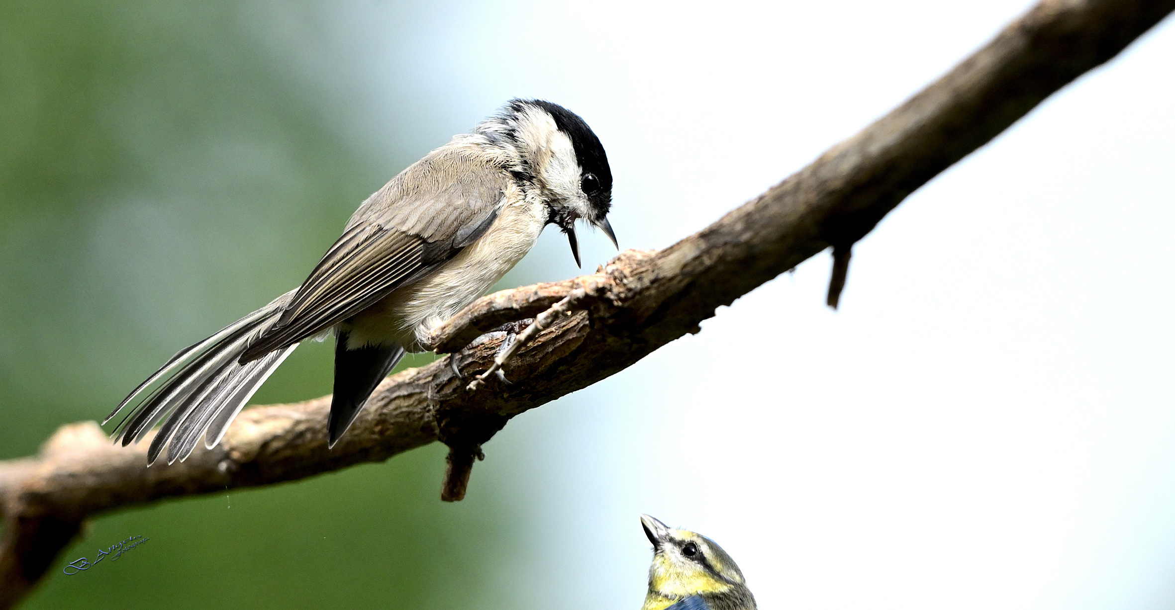 " battibecco "  (Cincia bigia,  Cinciarella)