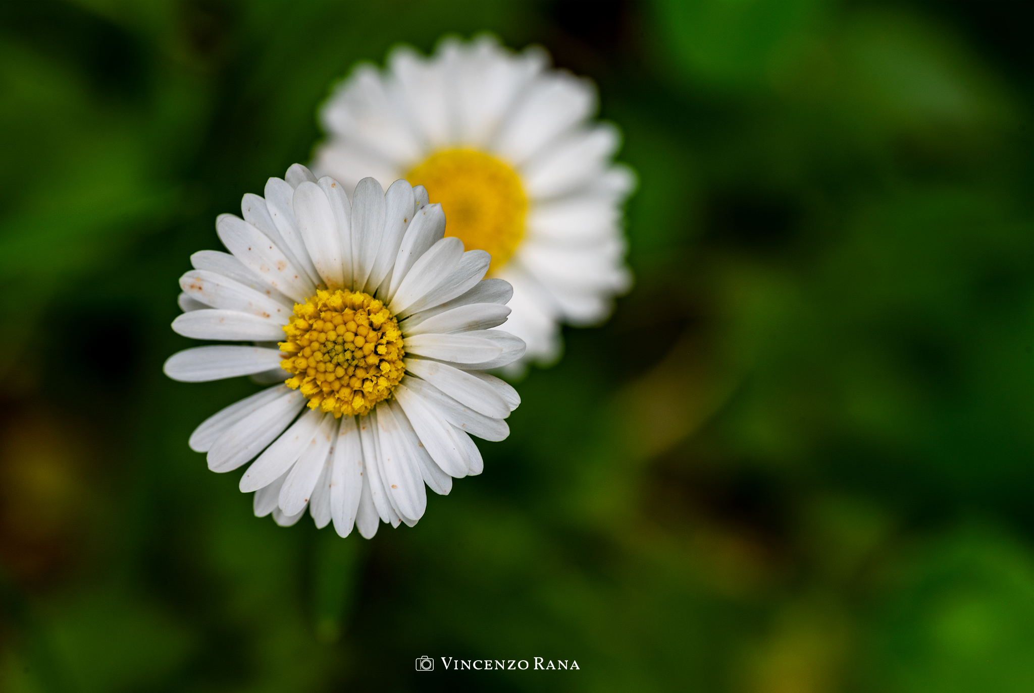 Common Meadow